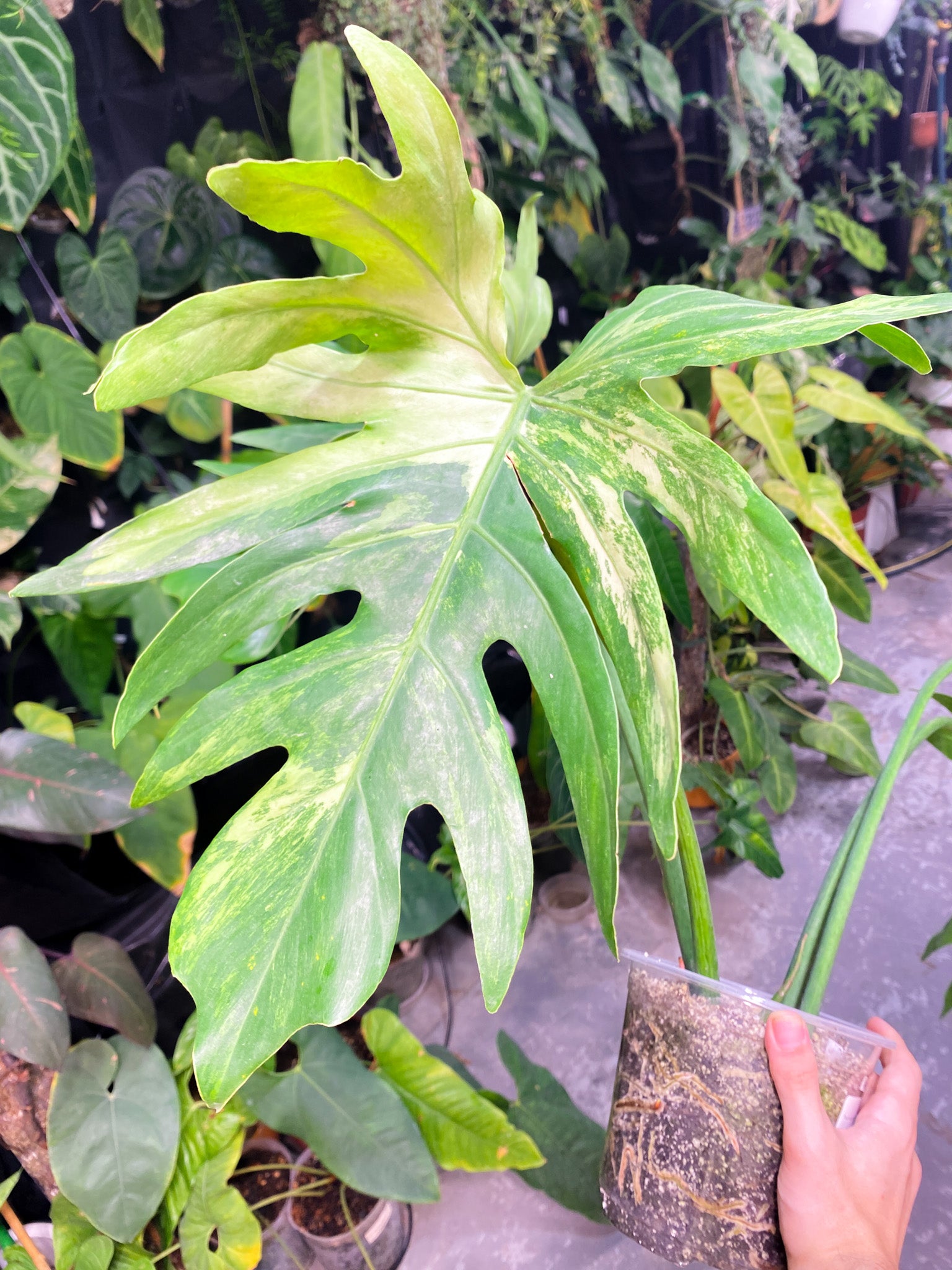 Thaumatophyllum Radiatum Variegated 1 leaf 1 sprout