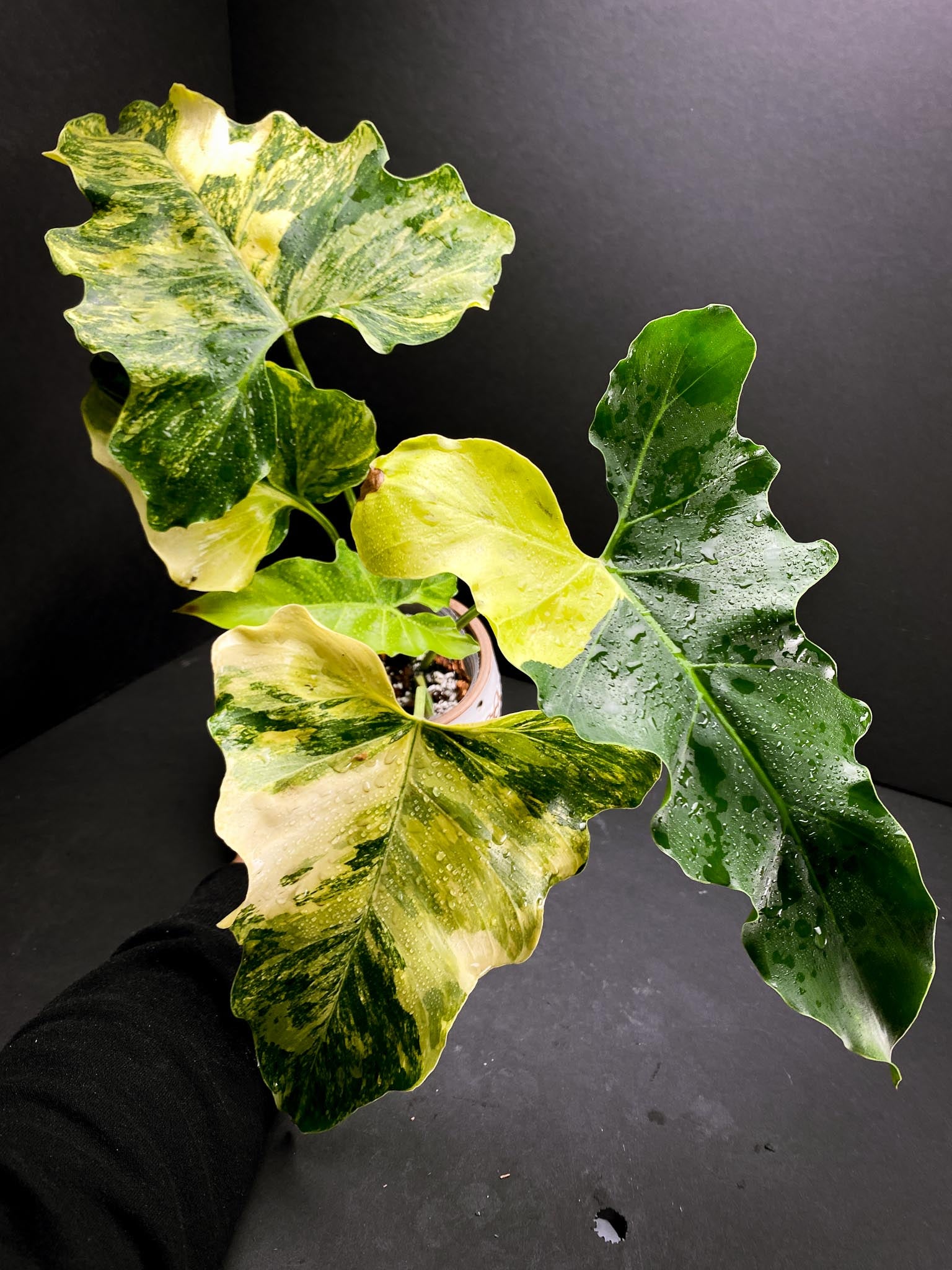 Philodendron williamsii Variegated Multiple Leaves Multiple Nodes top cutting Rooted xP-