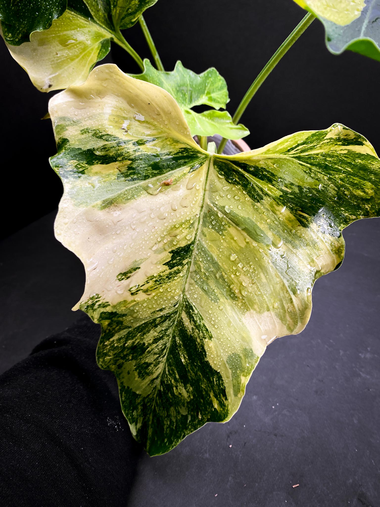 Philodendron williamsii Variegated Multiple Leaves Multiple Nodes top cutting Rooted xP-