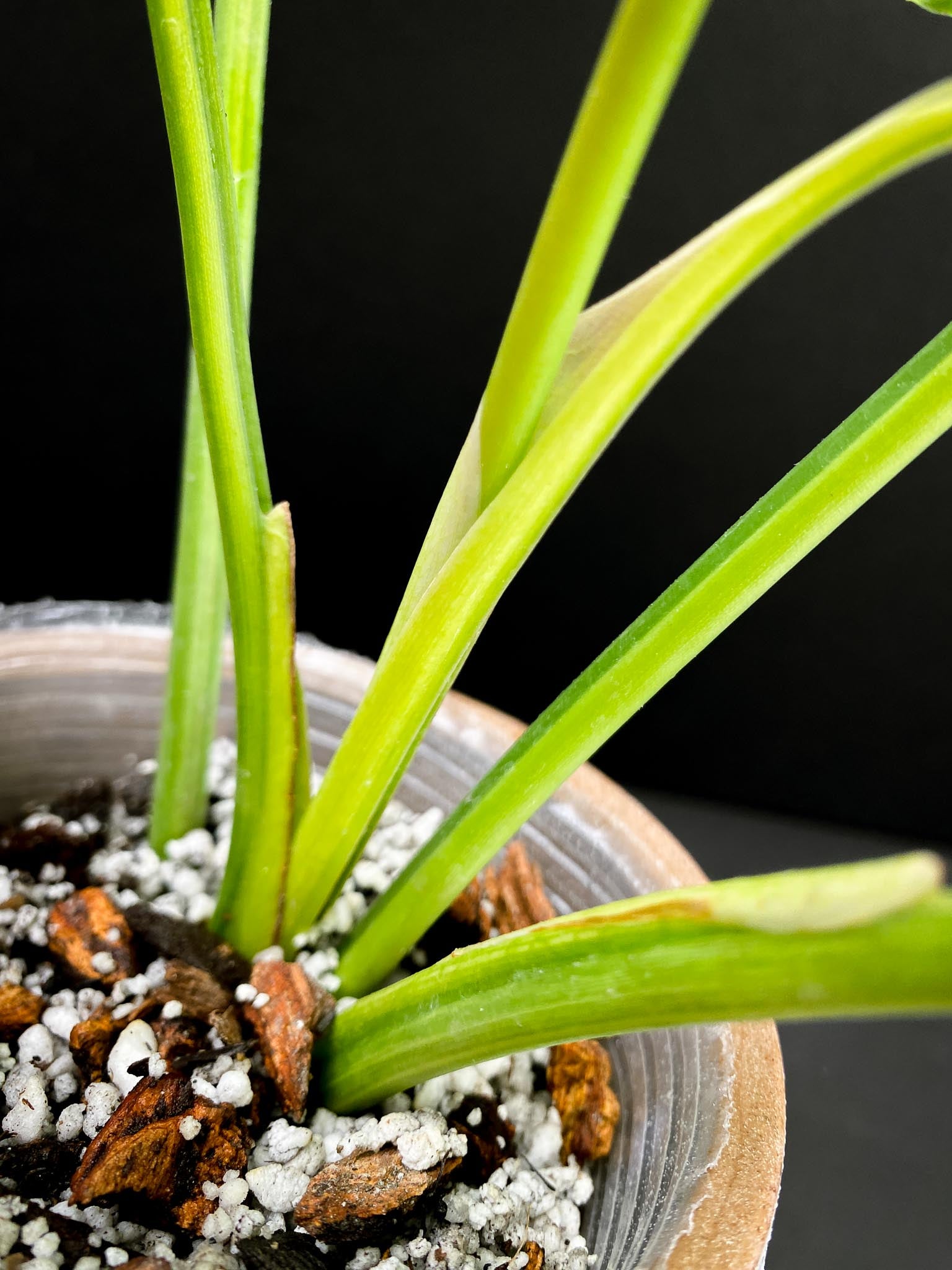 Philodendron williamsii Variegated Multiple Leaves Multiple Nodes top cutting Rooted xP-