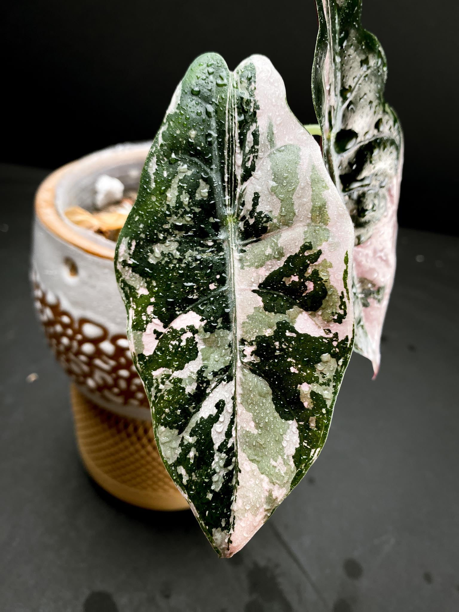 Alocasia chantrieri pink variegated 2 leaves Highly Variegated Mother plant (One tiny sprout in soil) Free Express Shipping Upgrade