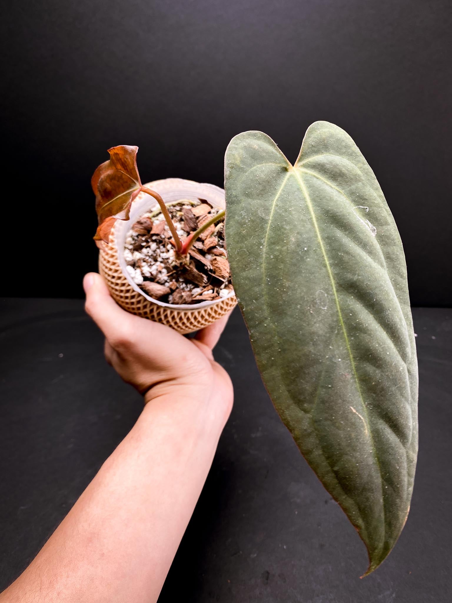 Anthurium Papillilaminum x Warocqueanum dark Form 2 Leaves  2 Nodes  Rooted