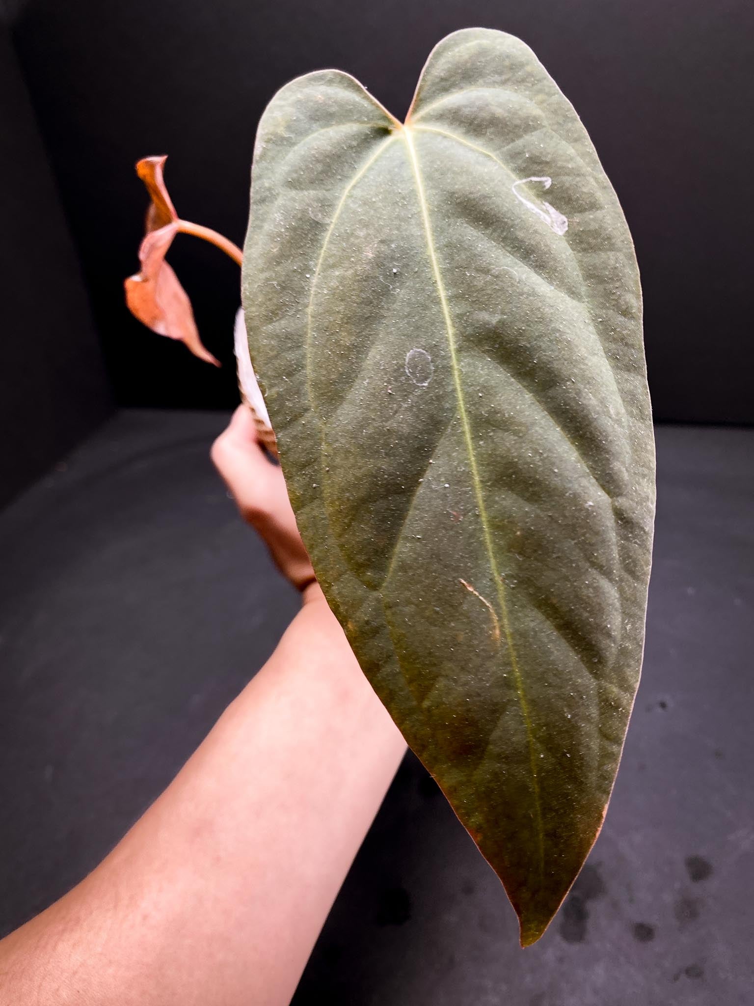 Anthurium Papillilaminum x Warocqueanum dark Form 2 Leaves  2 Nodes  Rooted