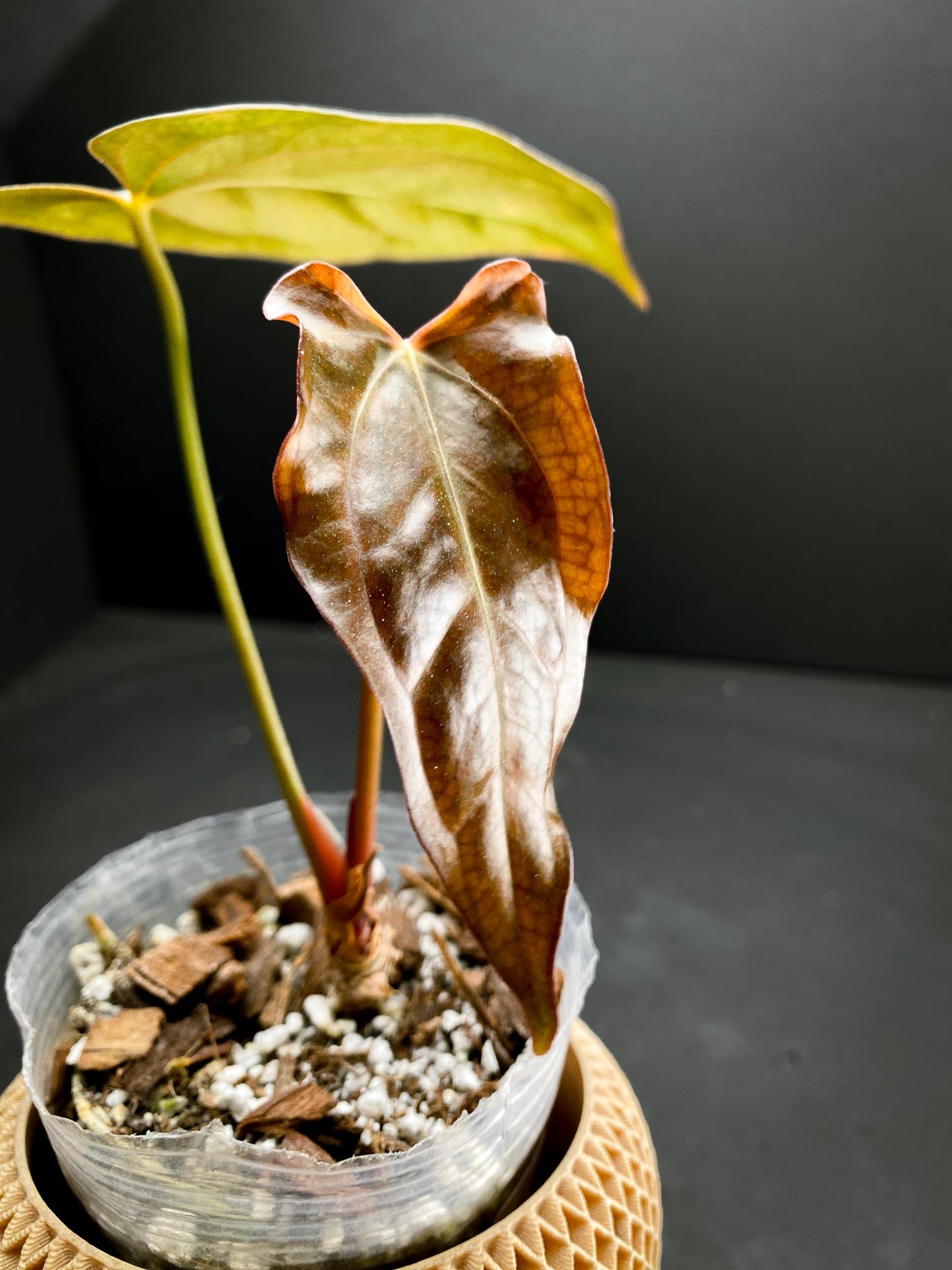 Anthurium Papillilaminum x Warocqueanum dark Form 2 Leaves  2 Nodes  Rooted