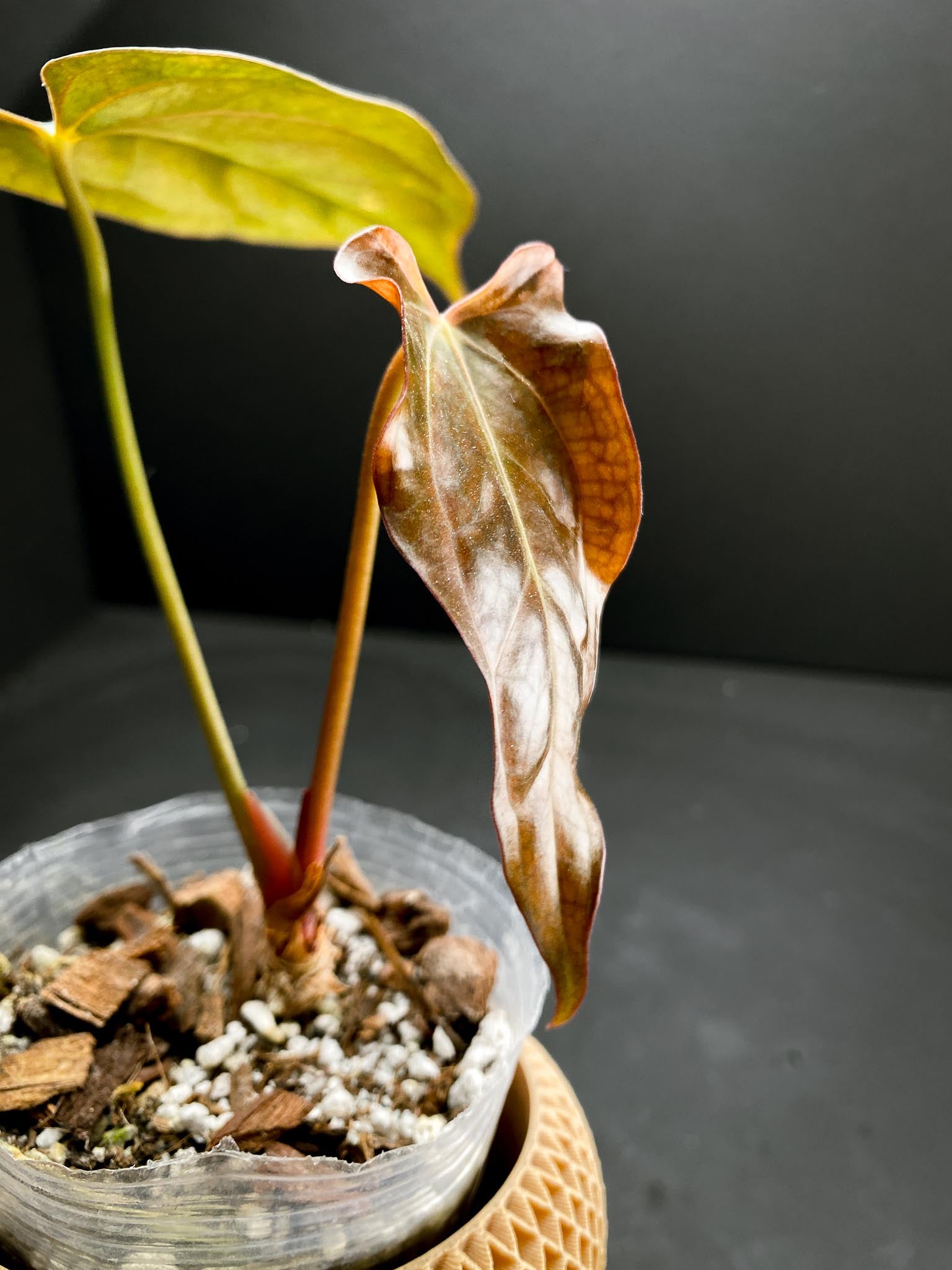 Anthurium Papillilaminum x Warocqueanum dark Form 2 Leaves  2 Nodes  Rooted