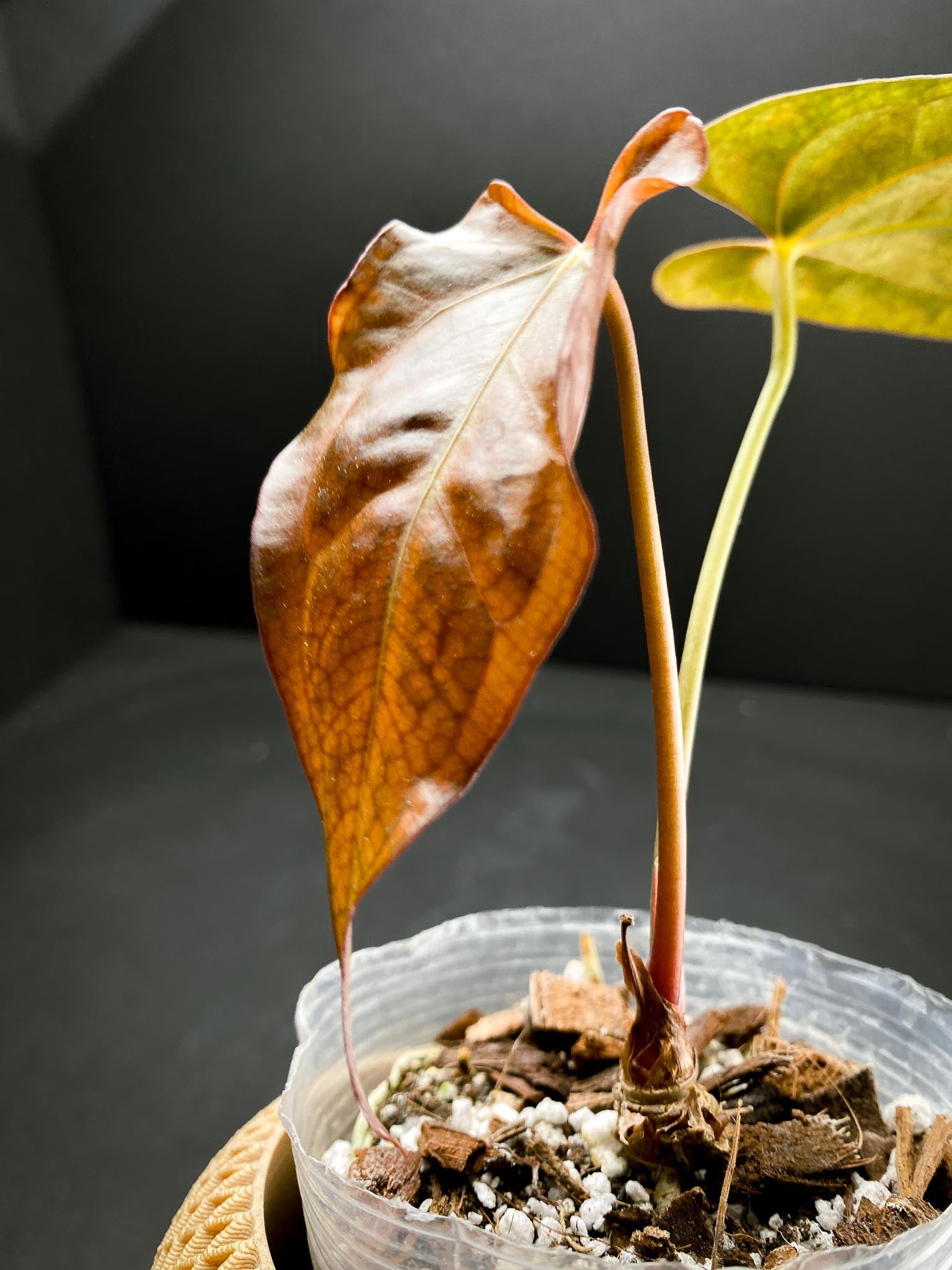 Anthurium Papillilaminum x Warocqueanum dark Form 2 Leaves  2 Nodes  Rooted