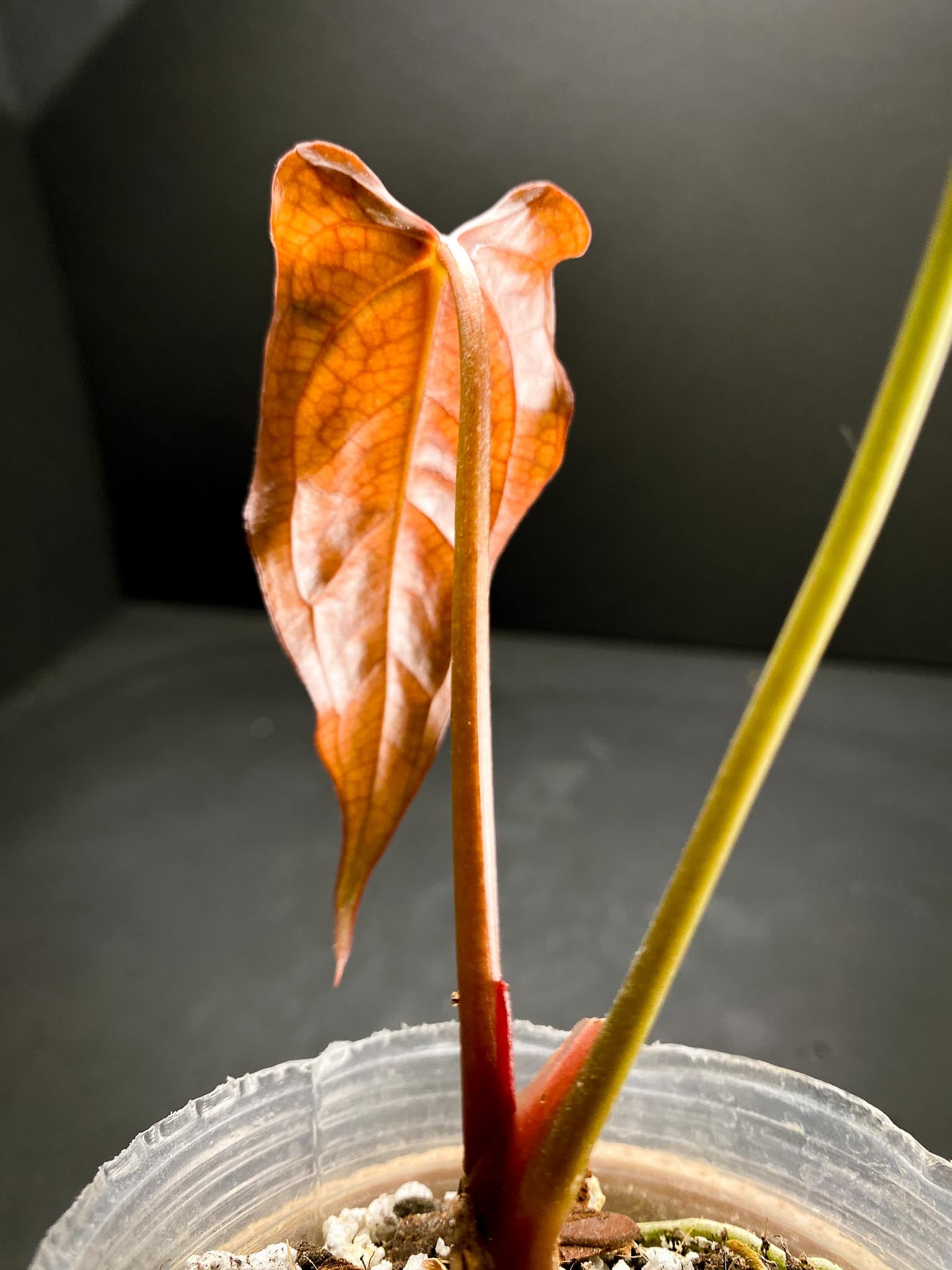 Anthurium Papillilaminum x Warocqueanum dark Form 2 Leaves  2 Nodes  Rooted