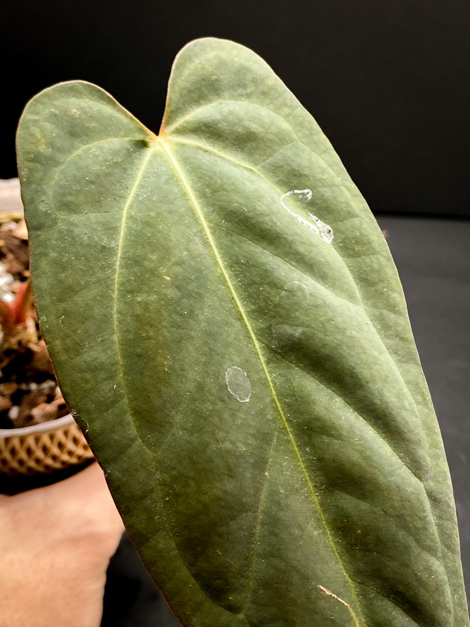 Anthurium Papillilaminum x Warocqueanum dark Form 2 Leaves  2 Nodes  Rooted