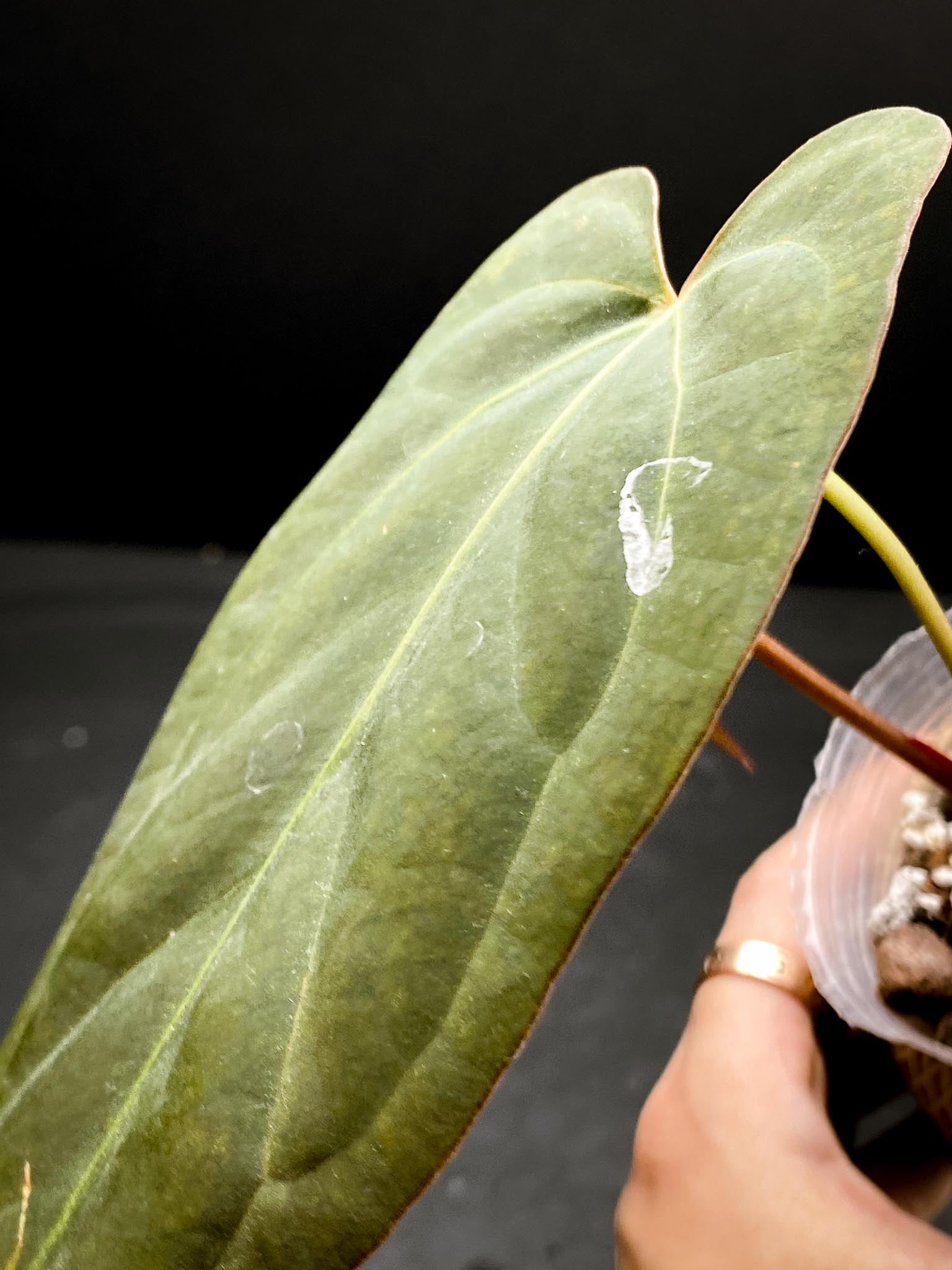 Anthurium Papillilaminum x Warocqueanum dark Form 2 Leaves  2 Nodes  Rooted