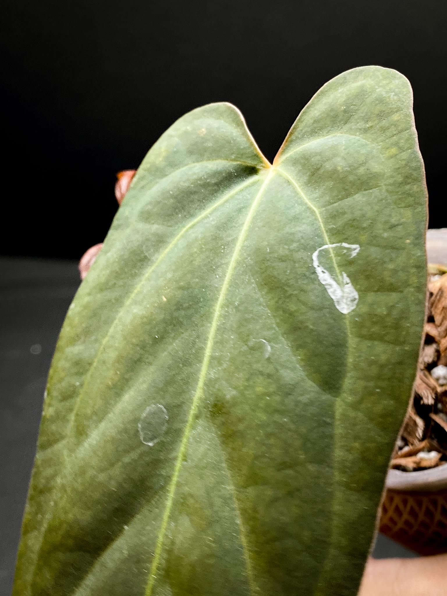 Anthurium Papillilaminum x Warocqueanum dark Form 2 Leaves  2 Nodes  Rooted