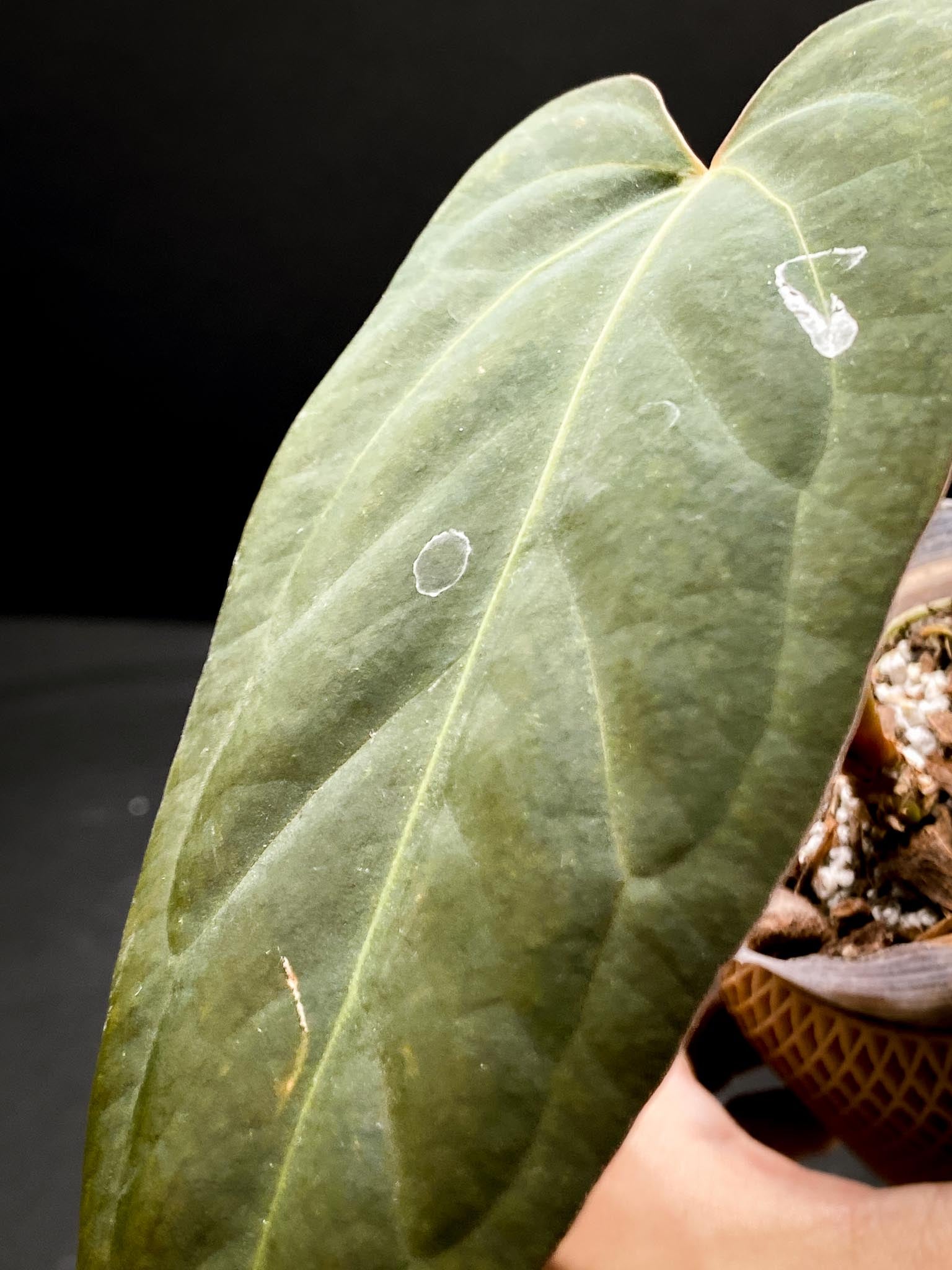 Anthurium Papillilaminum x Warocqueanum dark Form 2 Leaves  2 Nodes  Rooted