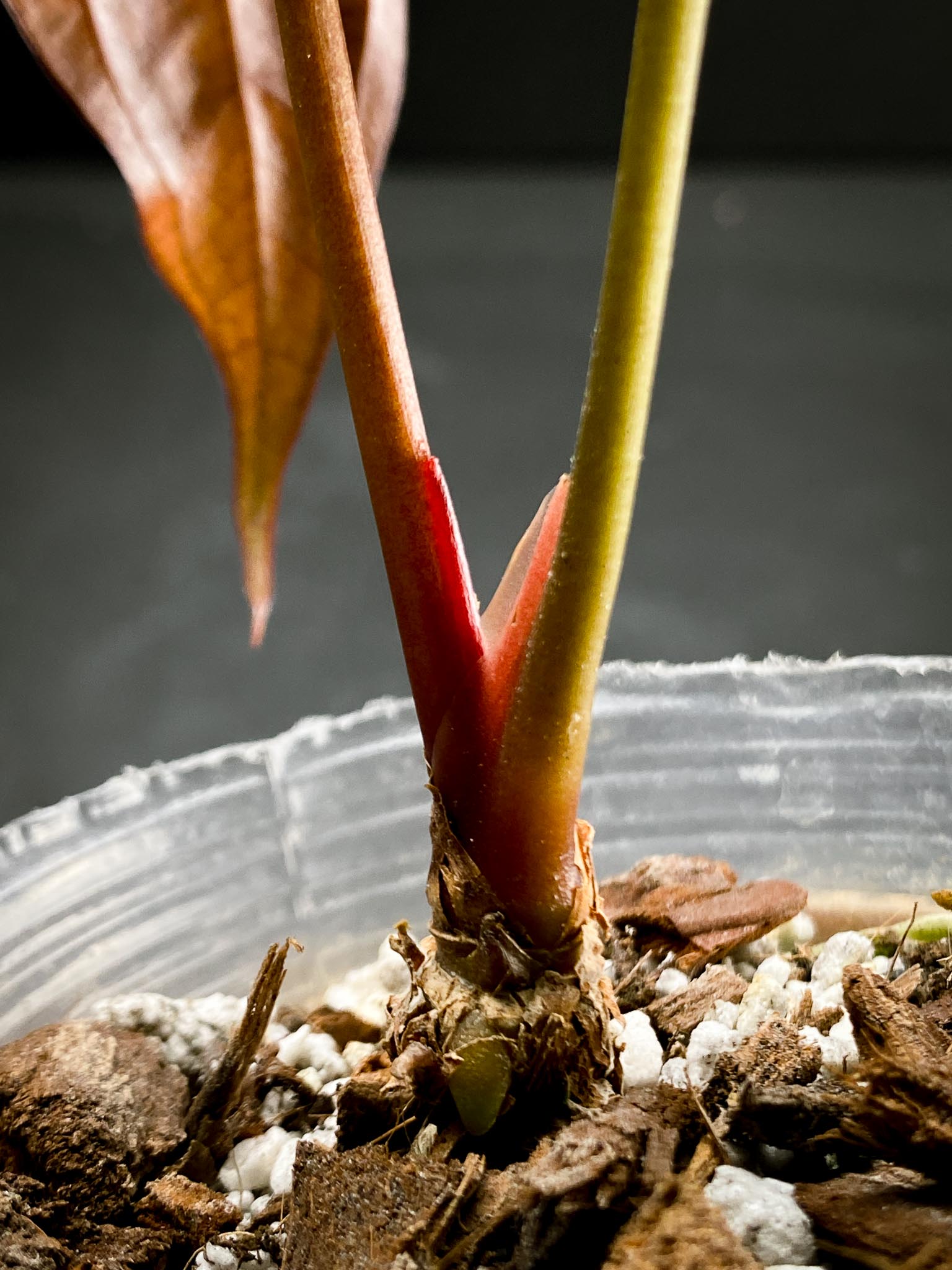 Anthurium Papillilaminum x Warocqueanum dark Form 2 Leaves  2 Nodes  Rooted