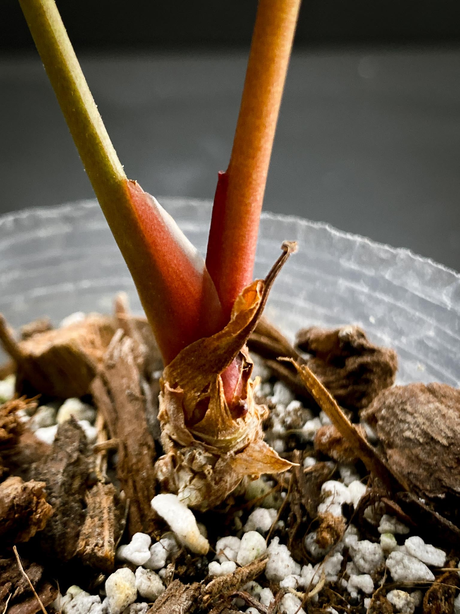 Anthurium Papillilaminum x Warocqueanum dark Form 2 Leaves  2 Nodes  Rooted