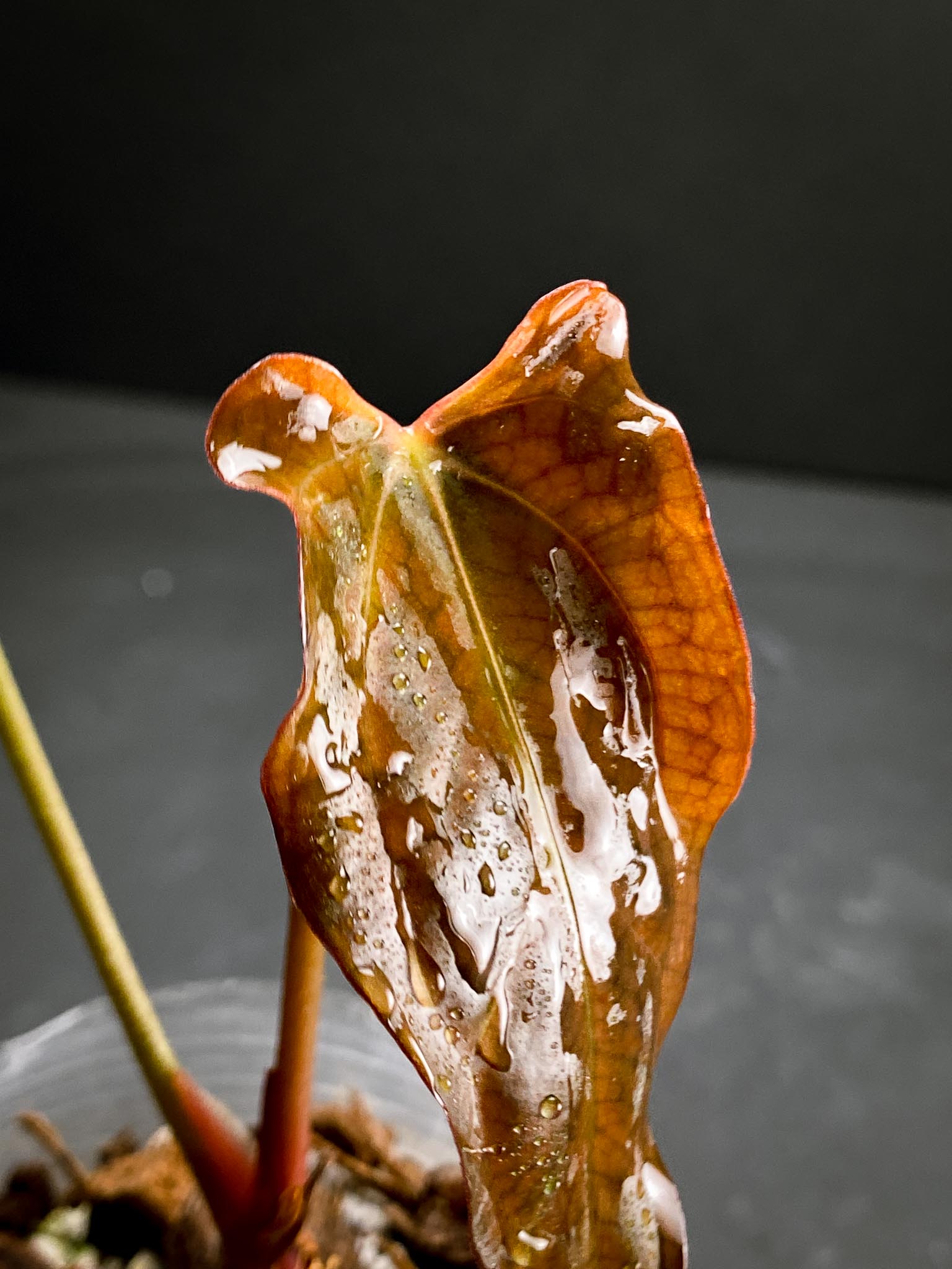 Anthurium Papillilaminum x Warocqueanum dark Form 2 Leaves  2 Nodes  Rooted