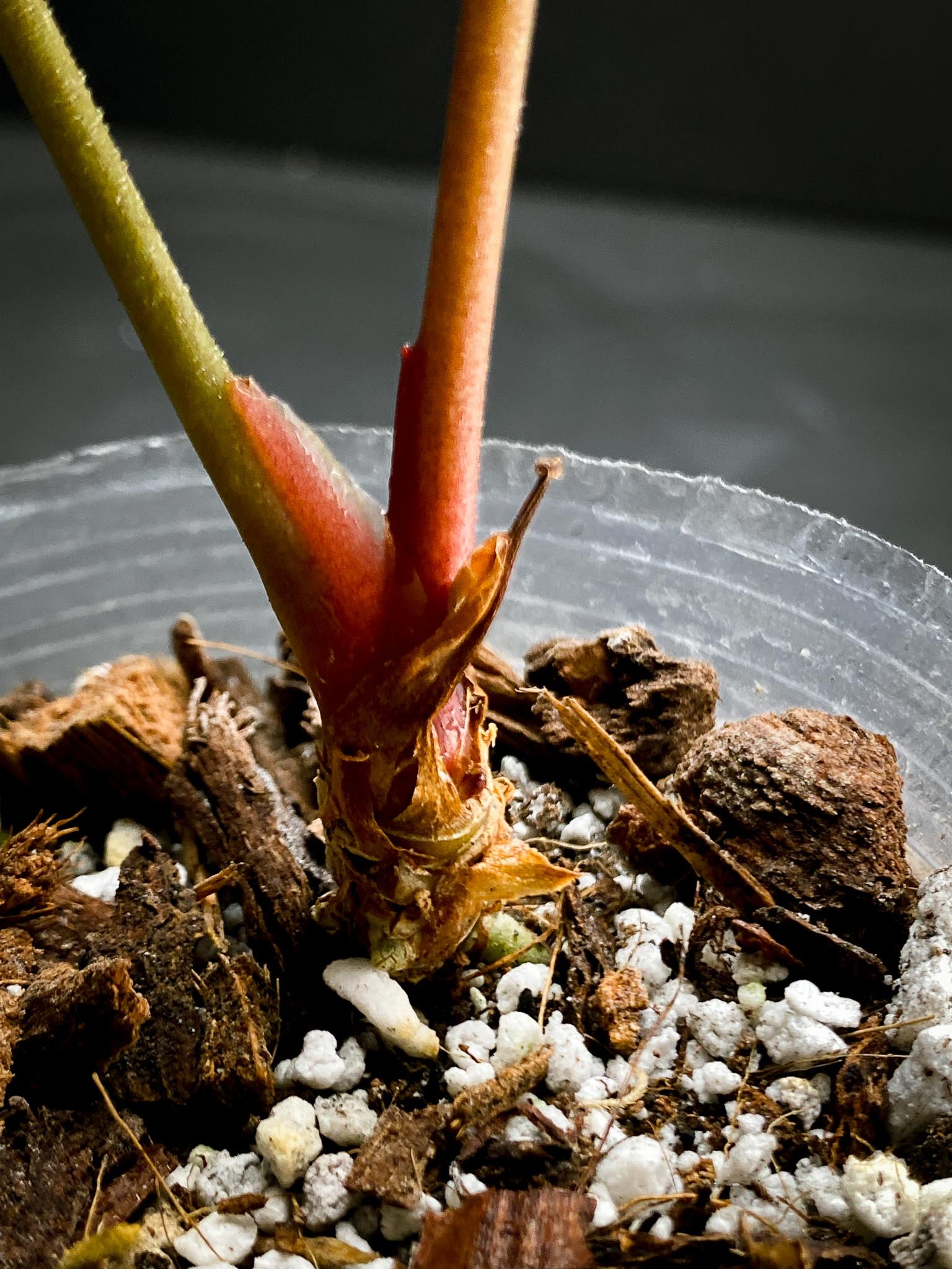 Anthurium Papillilaminum x Warocqueanum dark Form 2 Leaves  2 Nodes  Rooted