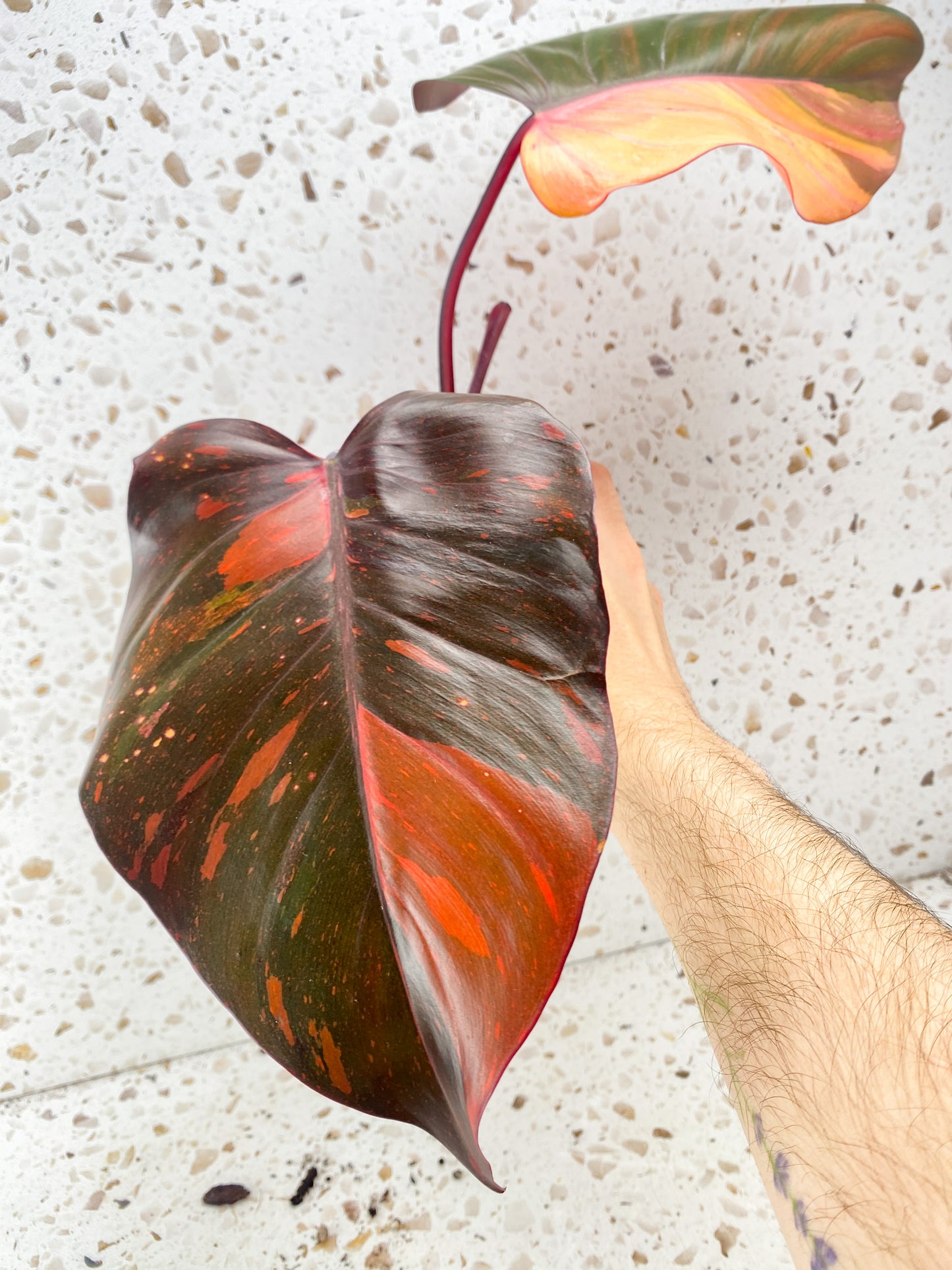 Philodendron Orange Princess 2 leaves 1 shoot top cutting