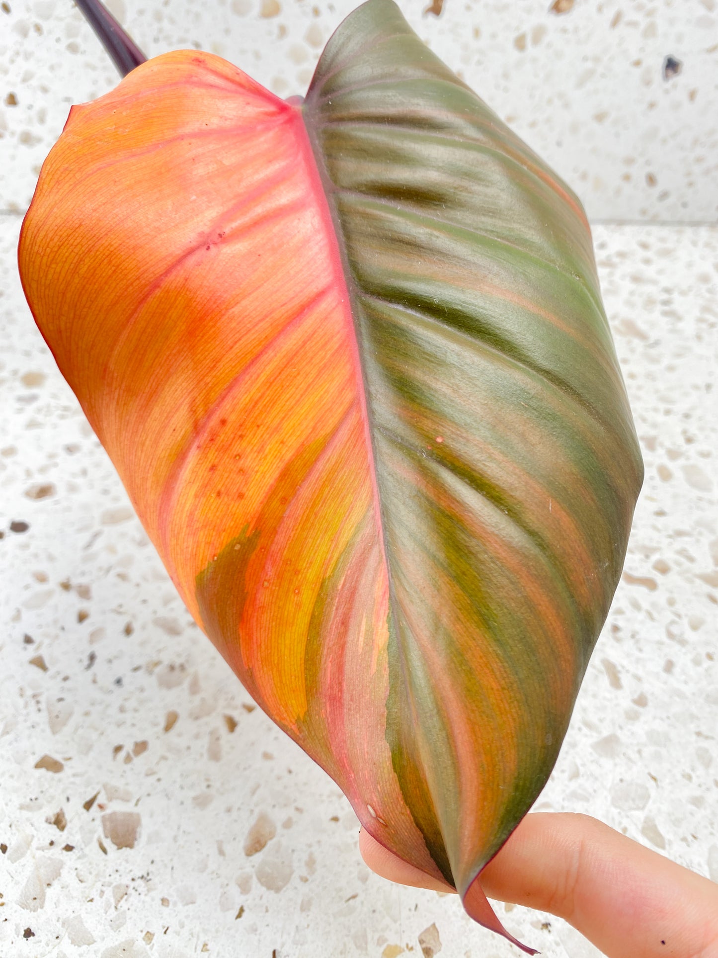 Philodendron Orange Princess 2 leaves 1 shoot top cutting