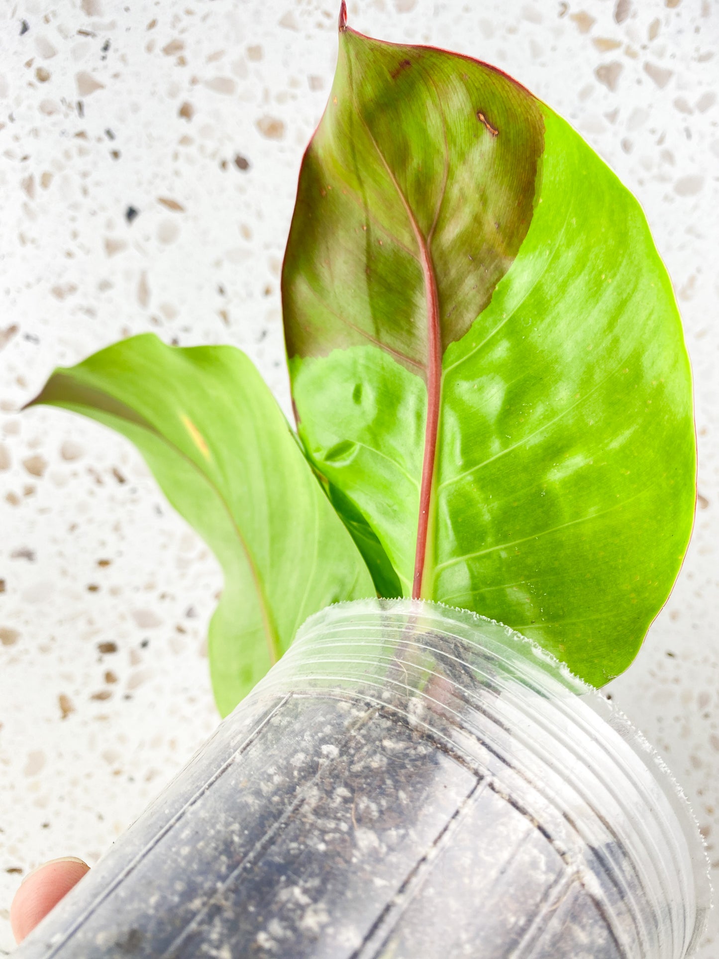 RESERVED for Blair: Philodendron Red Moon 4 leaves 1 shoot top cutting