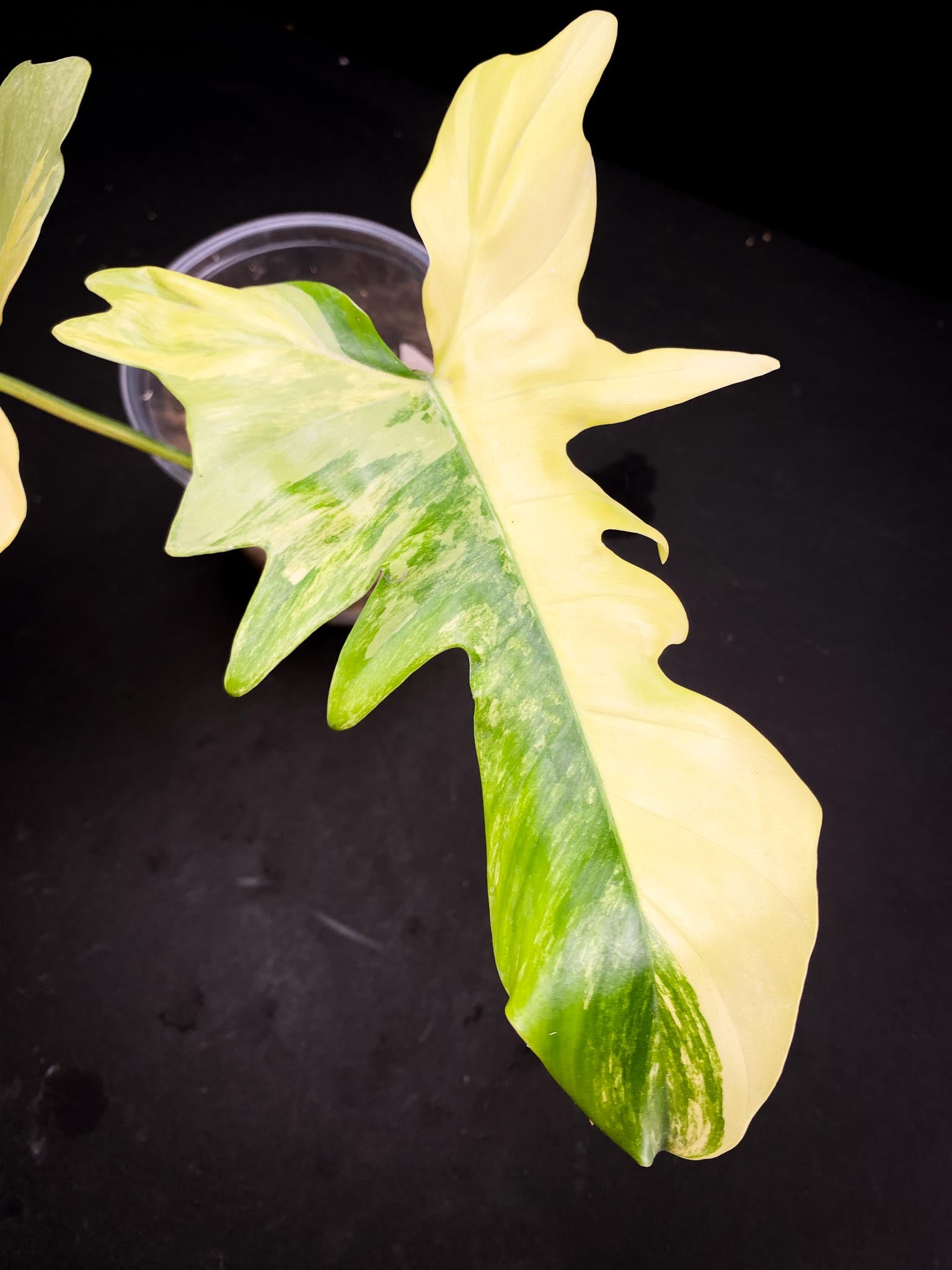 Philodendron Florida beauty x Mayoi Wide Form 2 Leaves  2 Nodes  Rooted