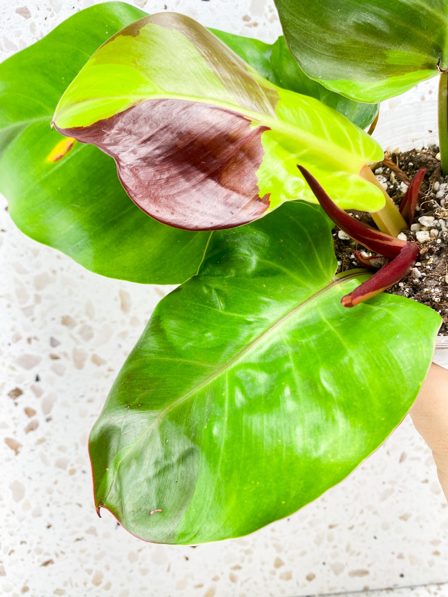 RESERVED for Blair: Philodendron Red Moon 4 leaves 1 shoot top cutting