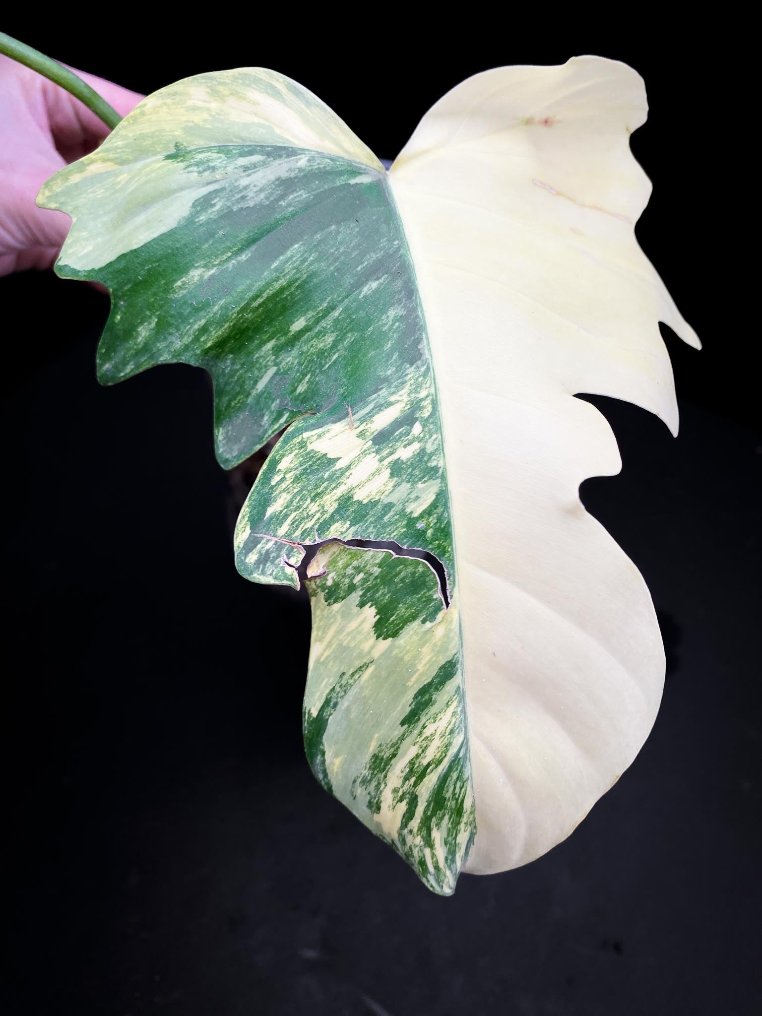 Philodendron Florida beauty x Mayoi Wide Form 2 Leaves  2 Nodes  Rooted