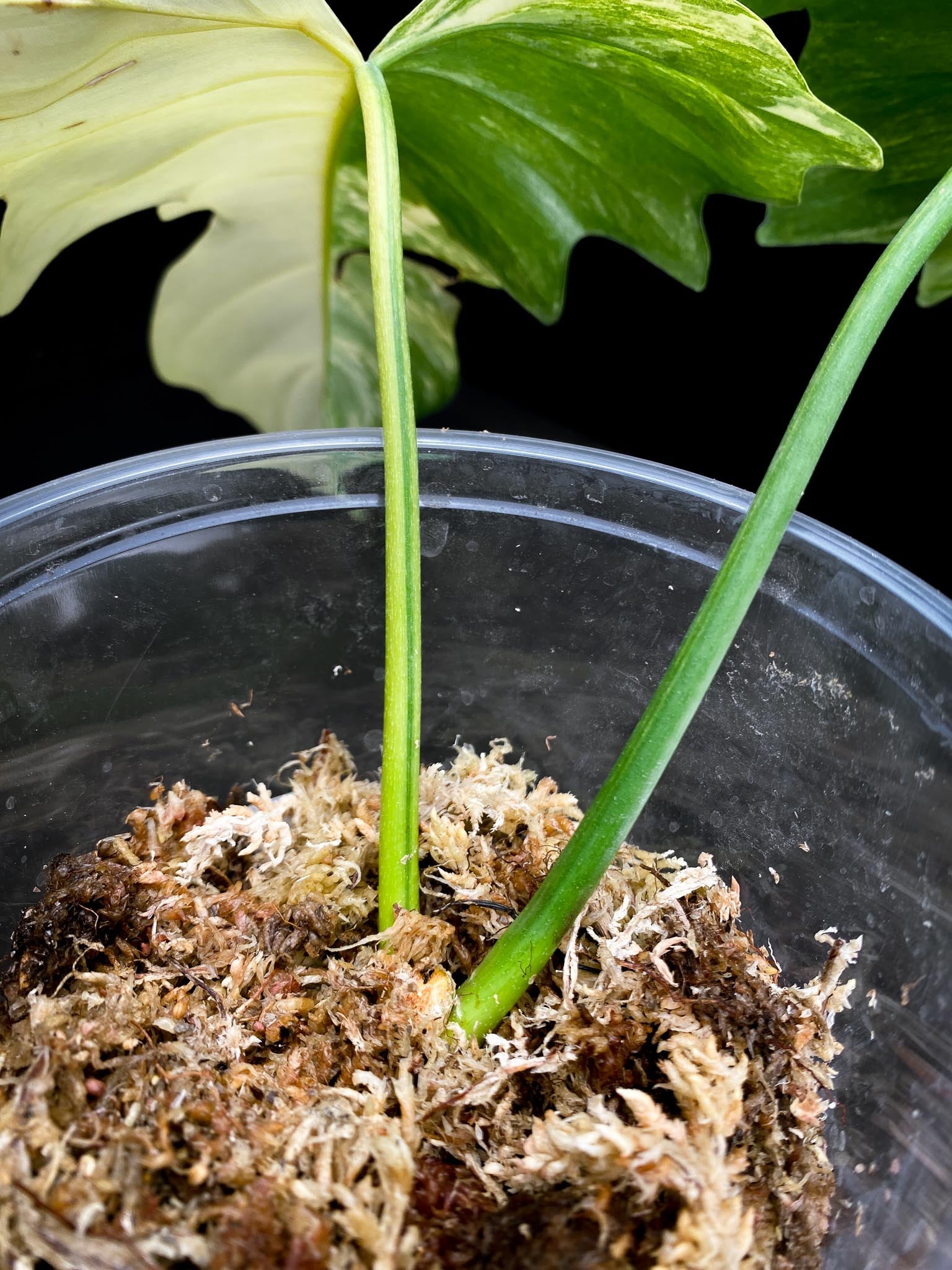 Philodendron Florida beauty x Mayoi Wide Form 2 Leaves  2 Nodes  Rooted