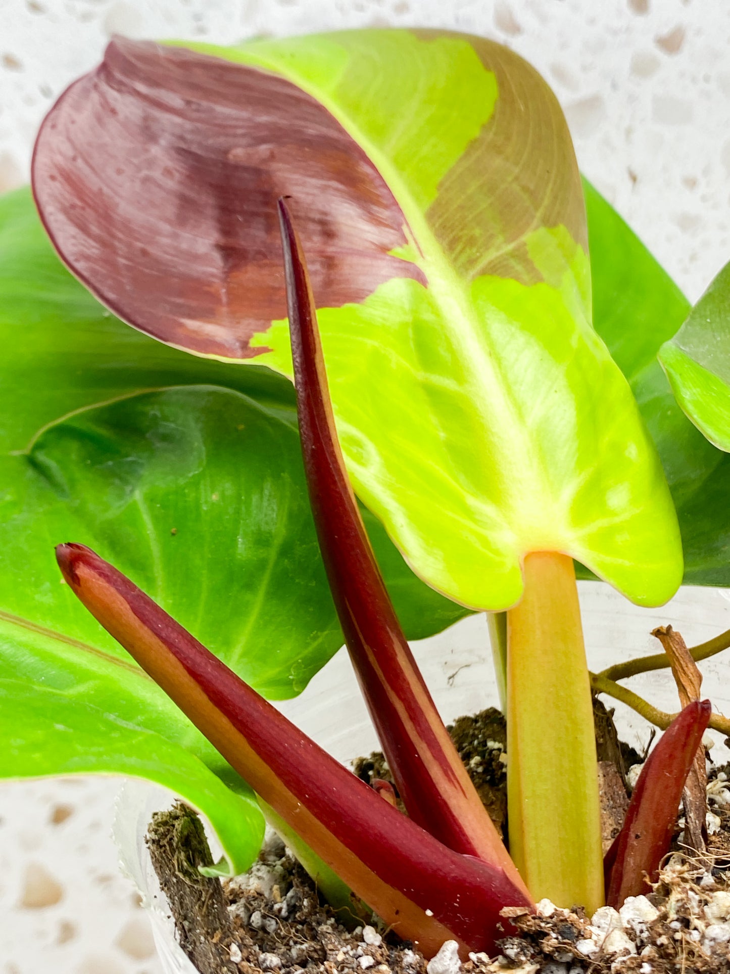 RESERVED for Blair: Philodendron Red Moon 4 leaves 1 shoot top cutting