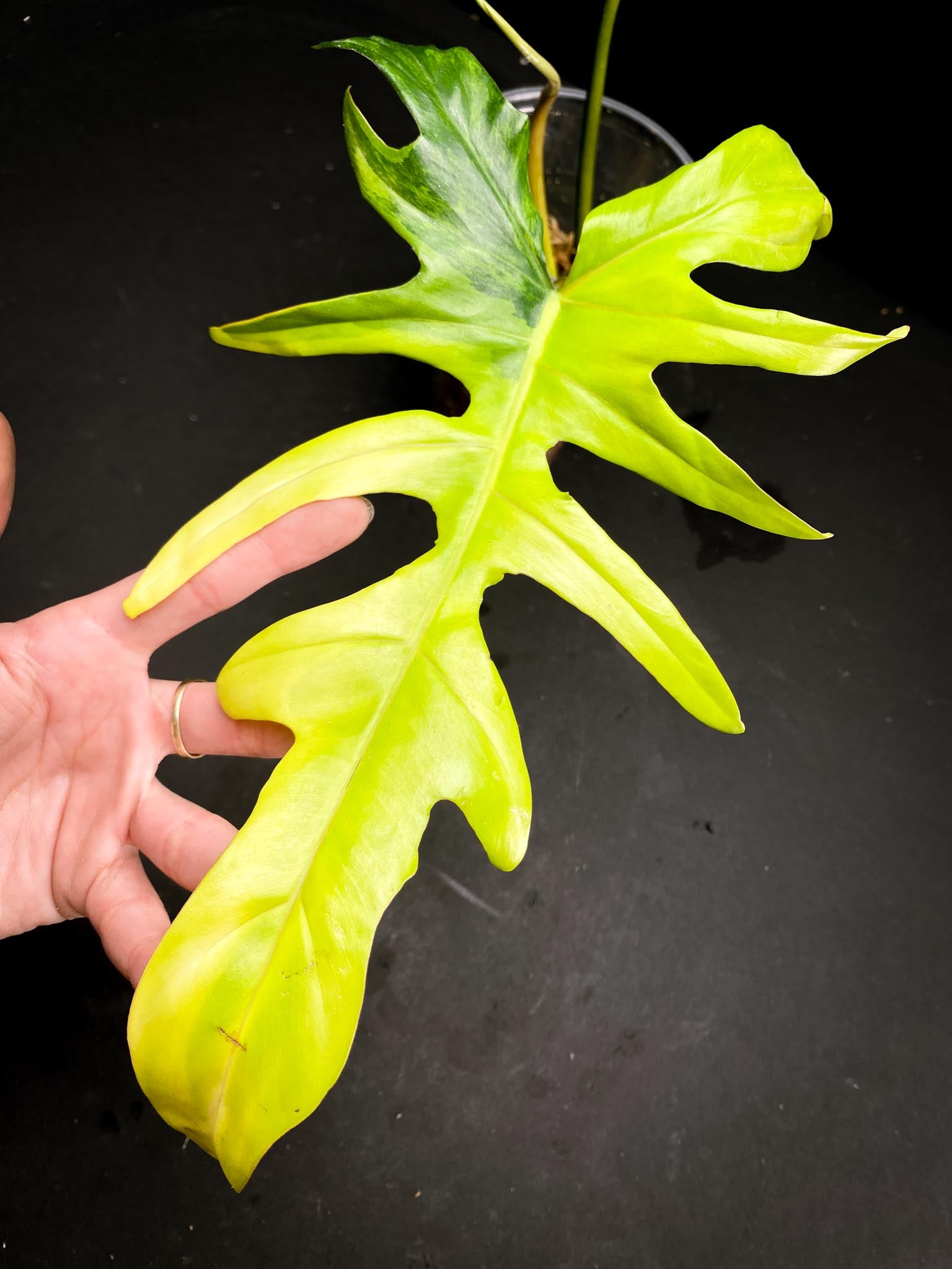 Philodendron Florida beauty x Mayoi Narrow Form2 Leaves  3 Nodes  1 Sprout Rooted