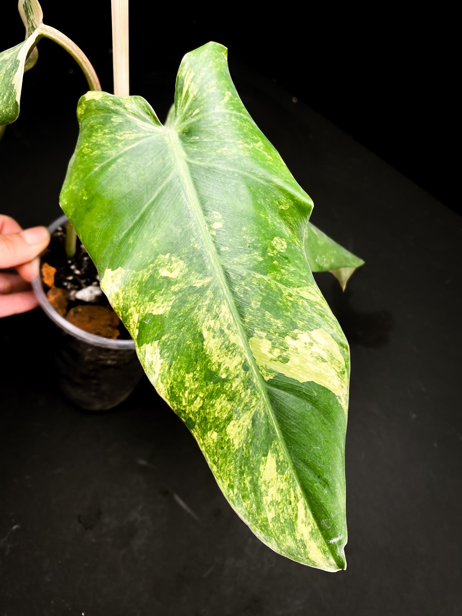 Philodendron Domesticum Variegated 3 Leaves  3 Nodes  Rooted