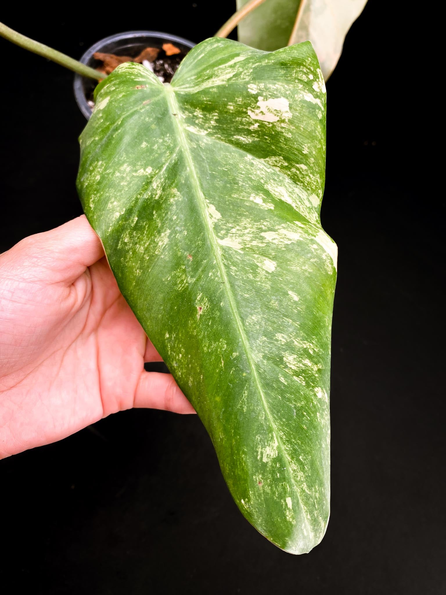 Philodendron Domesticum Variegated 3 Leaves  3 Nodes  Rooted