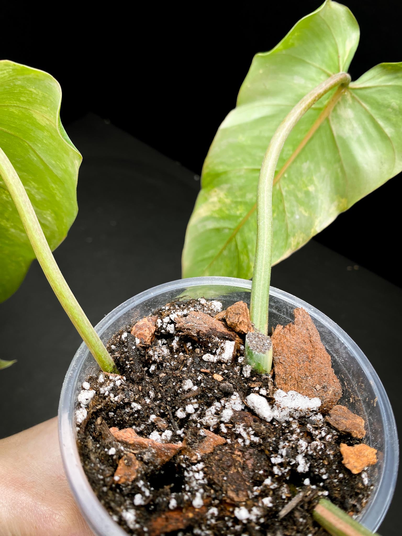 Philodendron Domesticum Variegated 3 Leaves  3 Nodes  Rooted