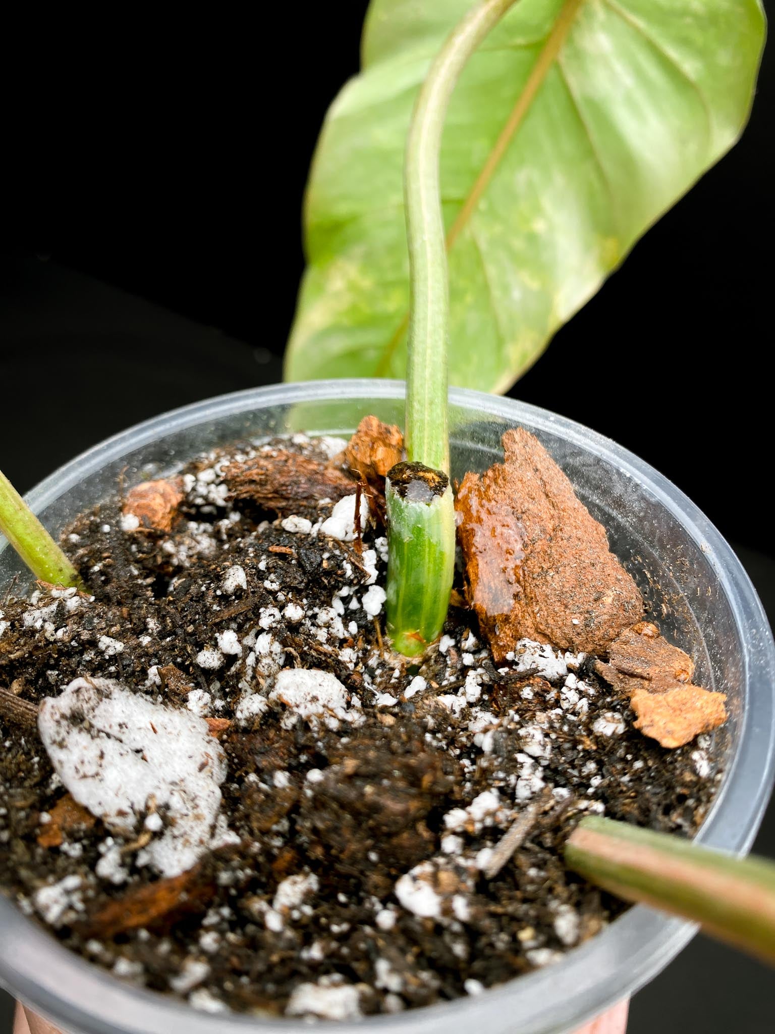 Philodendron Domesticum Variegated 3 Leaves  3 Nodes  Rooted