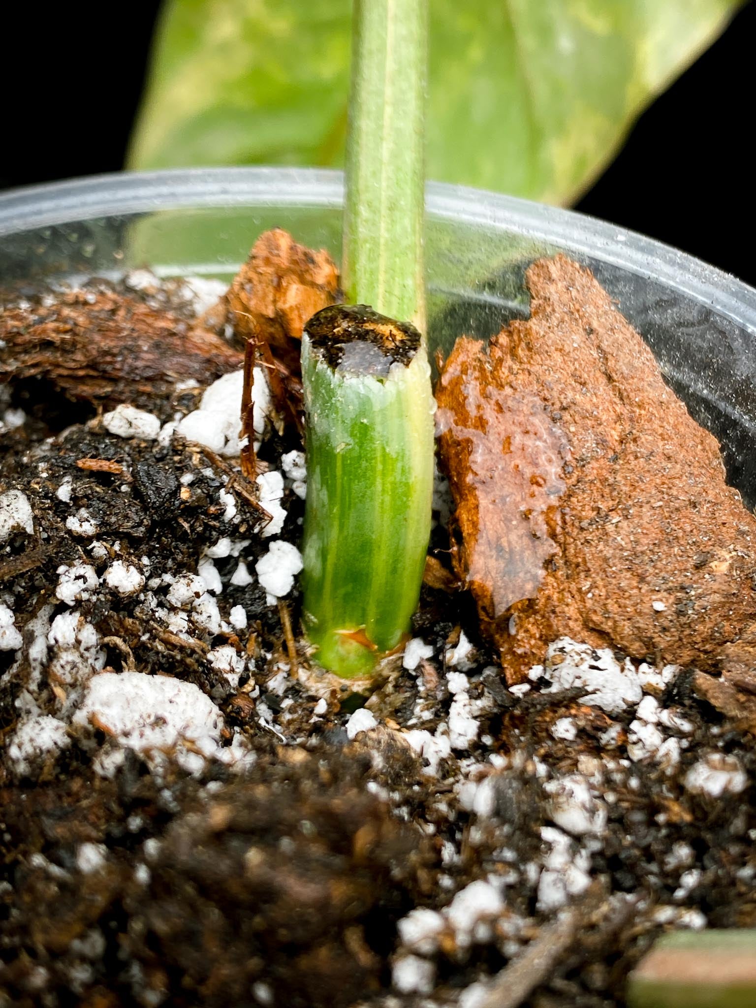 Philodendron Domesticum Variegated 3 Leaves  3 Nodes  Rooted