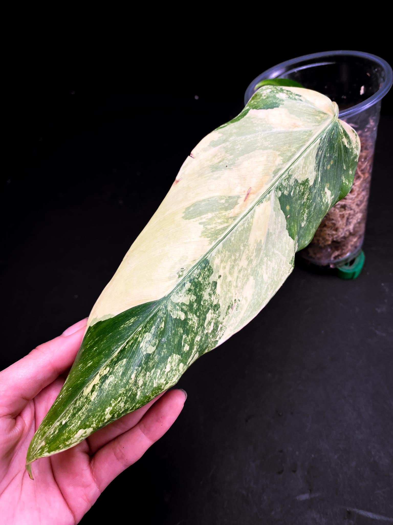 Philodendron Domesticum Variegated 2 Leaves  3 Nodes  1 Sprout Rooted