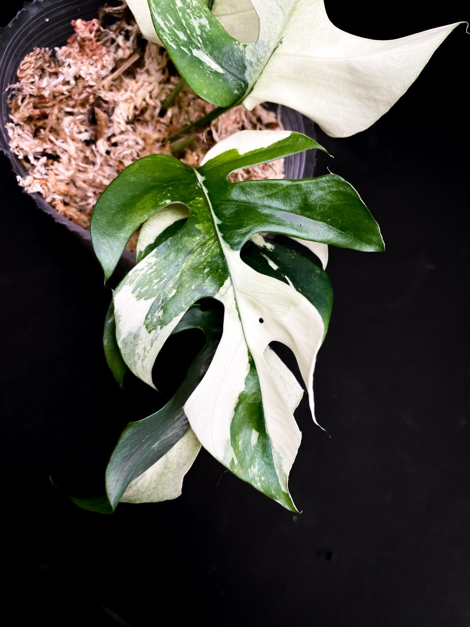 Rhaphidophora tetrasperma variegated 4 Leaves  4 Nodes  top cutting highly Variegated clone Rooted