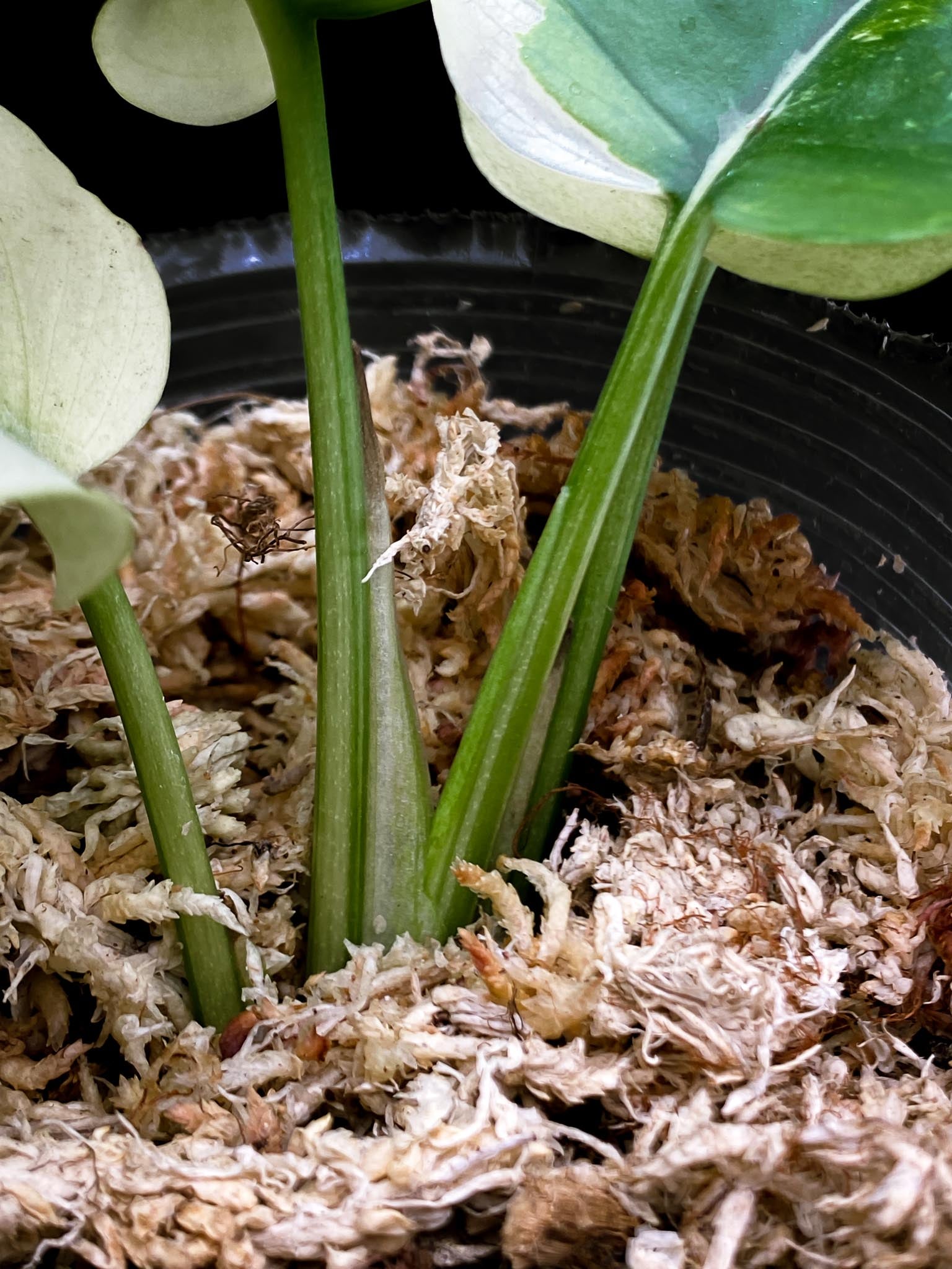 Rhaphidophora tetrasperma variegated 4 Leaves  4 Nodes  top cutting highly Variegated clone Rooted