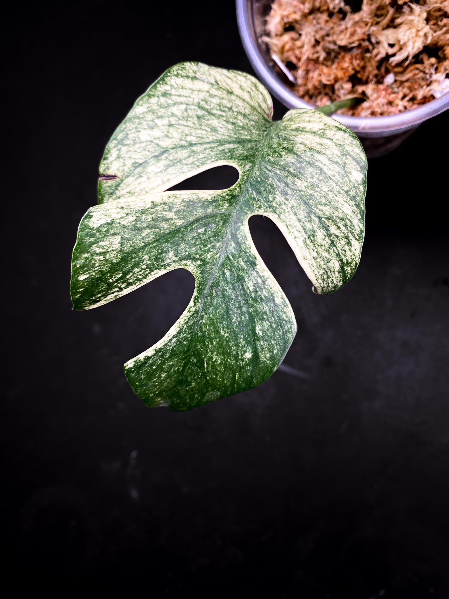 Rhaphidophora tetrasperma variegated white monster Multiple Leaves Multiple Nodes Rooted