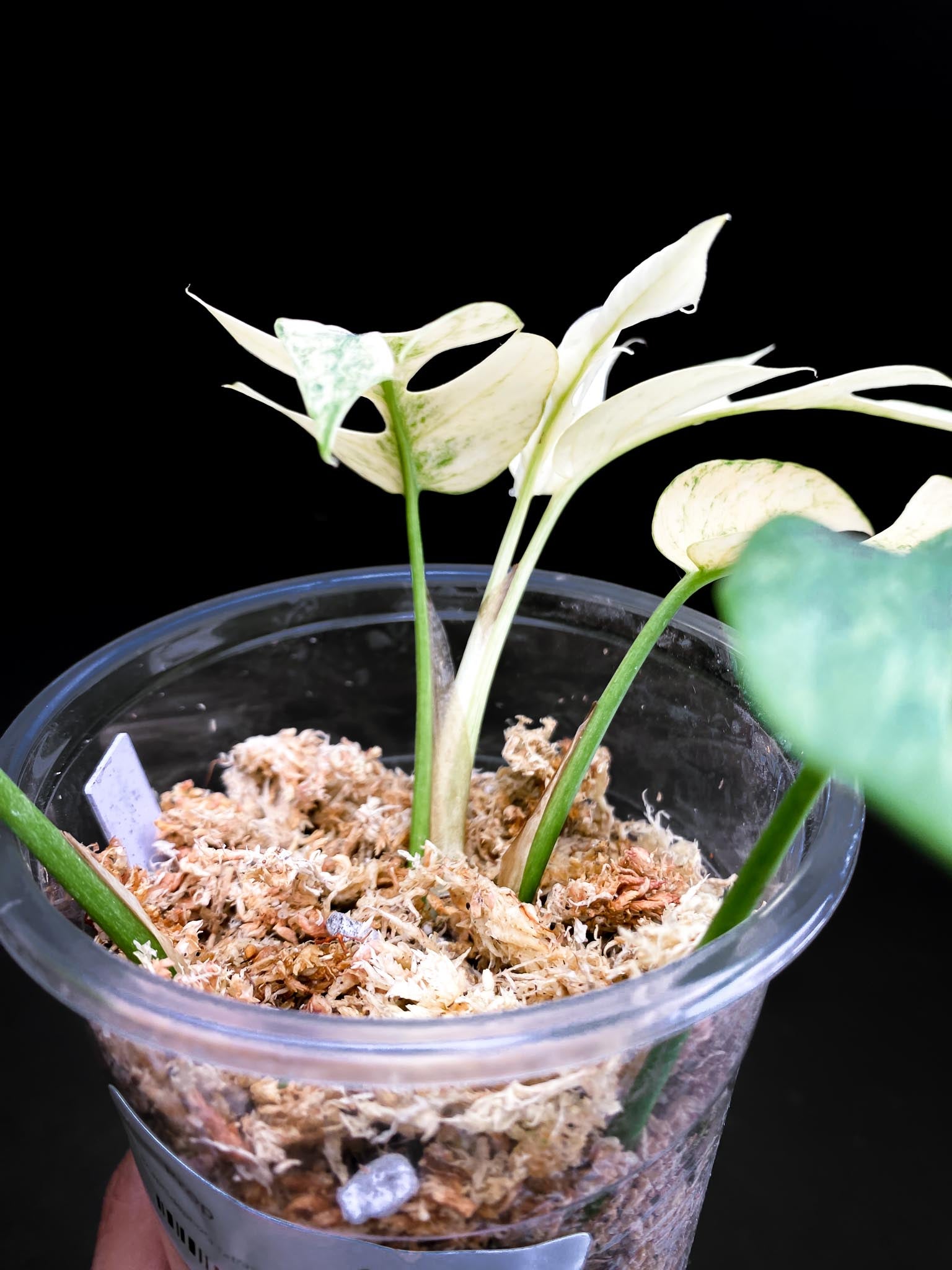 Rhaphidophora tetrasperma variegated white monster Multiple Leaves Multiple Nodes Rooted