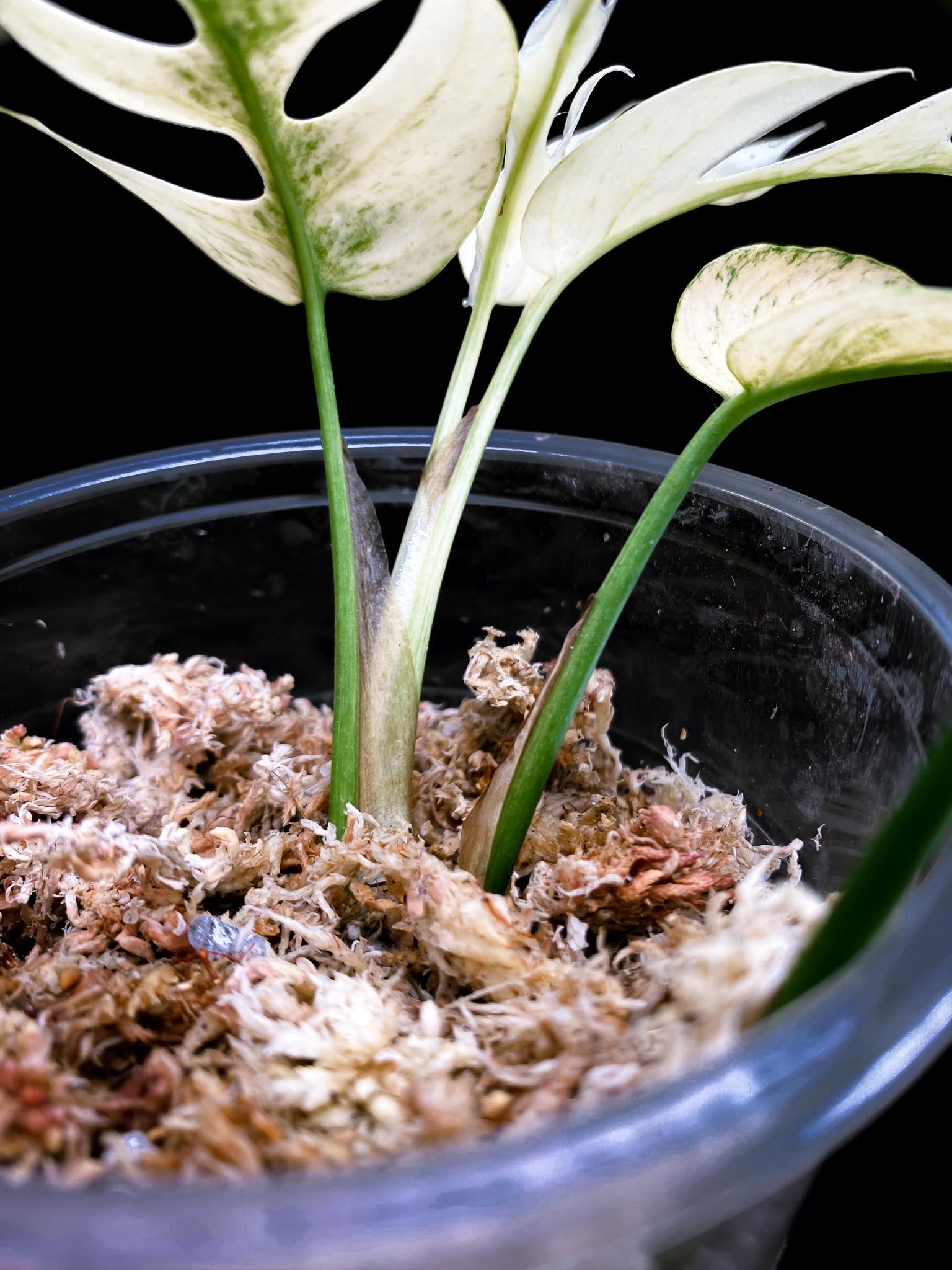 Rhaphidophora tetrasperma variegated white monster Multiple Leaves Multiple Nodes Rooted