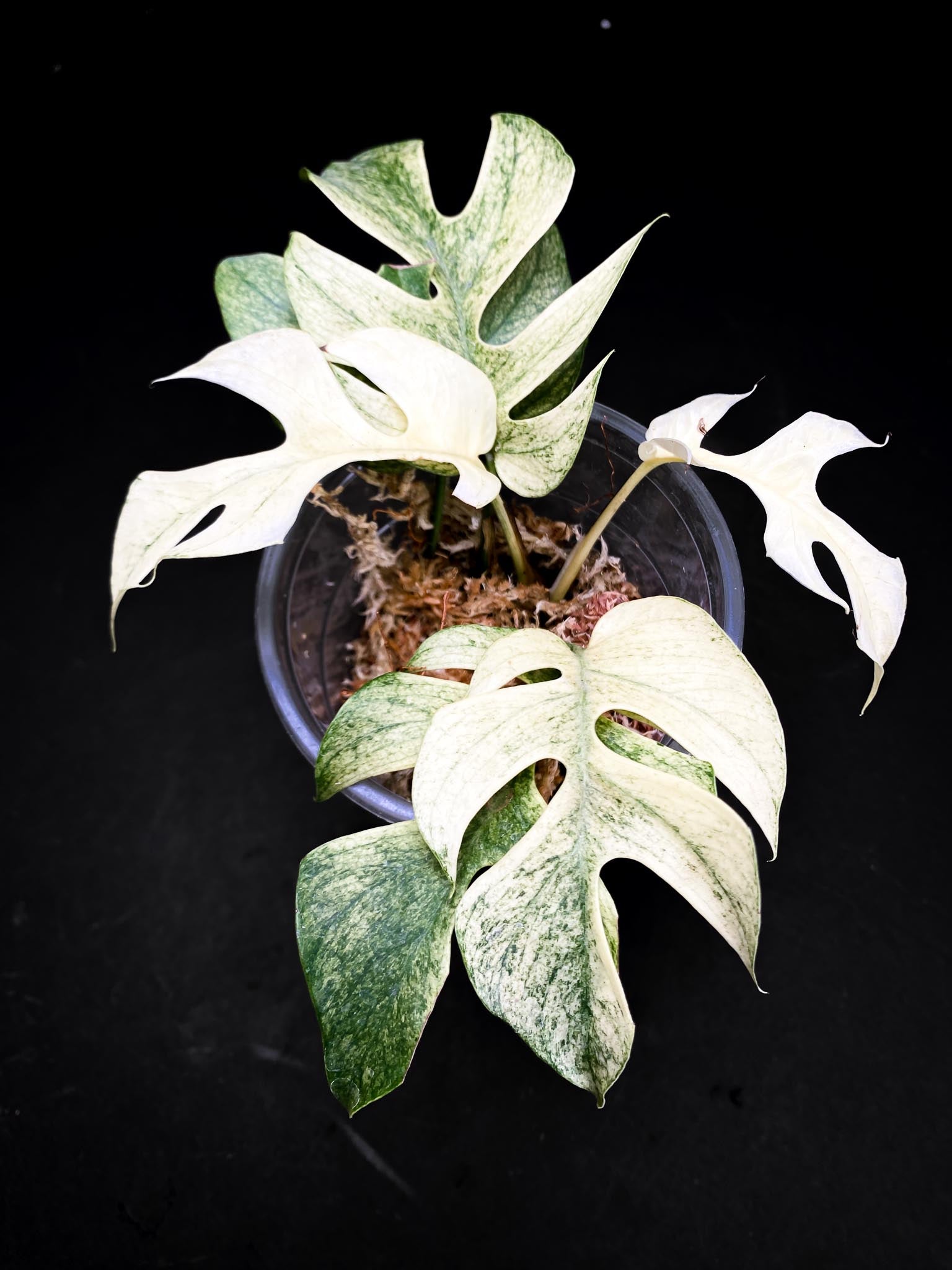 Rhaphidophora tetrasperma variegated white monster Multiple Leaves Multiple Nodes highly Variegated Rooted