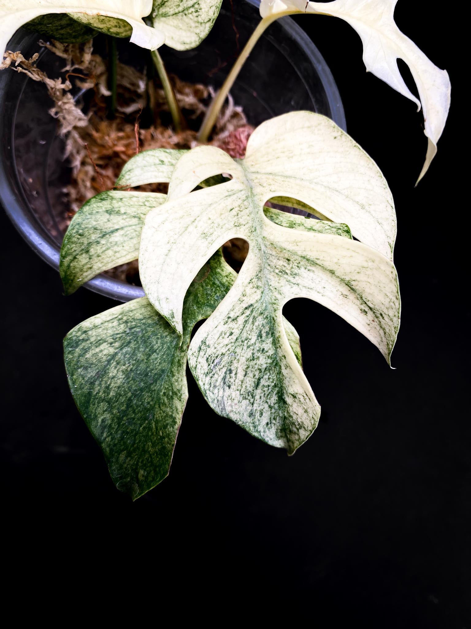 Rhaphidophora tetrasperma variegated white monster Multiple Leaves Multiple Nodes highly Variegated Rooted