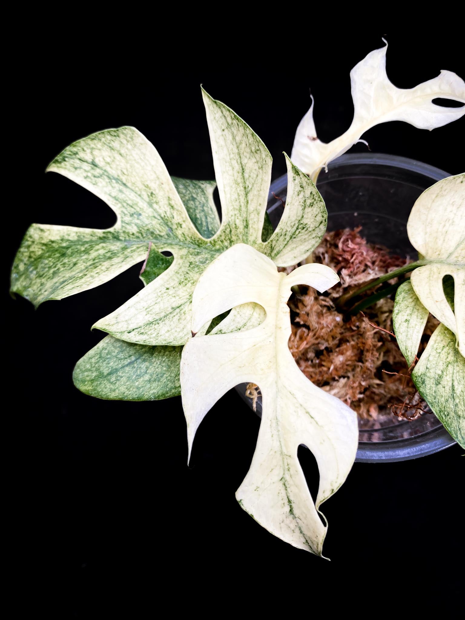 Rhaphidophora tetrasperma variegated white monster Multiple Leaves Multiple Nodes highly Variegated Rooted