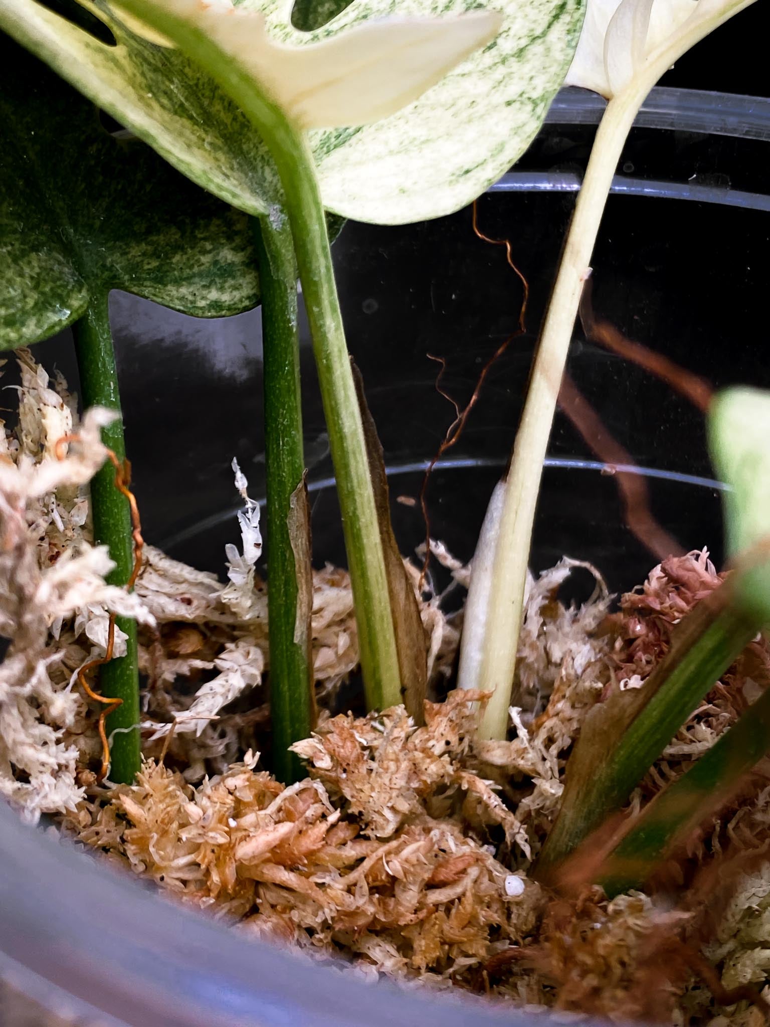 Rhaphidophora tetrasperma variegated white monster Multiple Leaves Multiple Nodes highly Variegated Rooted