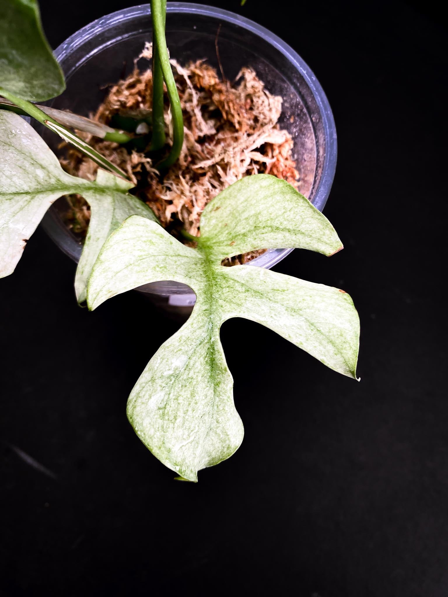 Rhaphidophora tetrasperma variegated white monster Multiple Leaves Multiple Nodes 1 Growing Bud top cutting Rooted