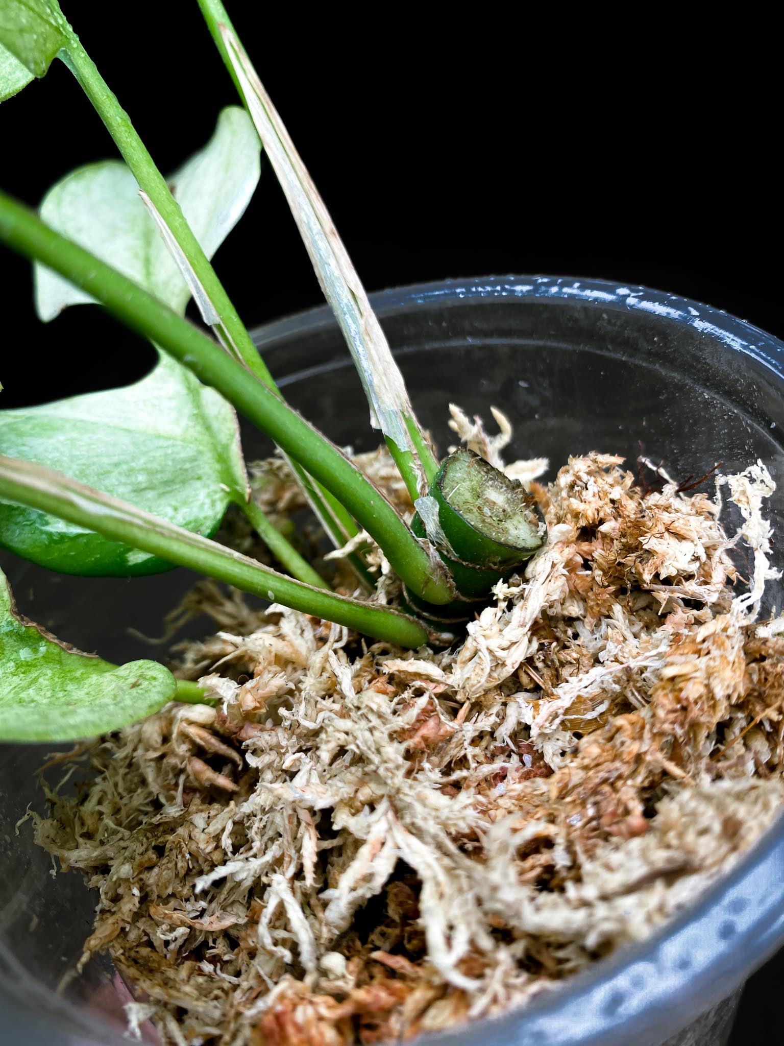 Rhaphidophora tetrasperma variegated white monster Multiple Leaves Multiple Nodes 1 Growing Bud top cutting Rooted