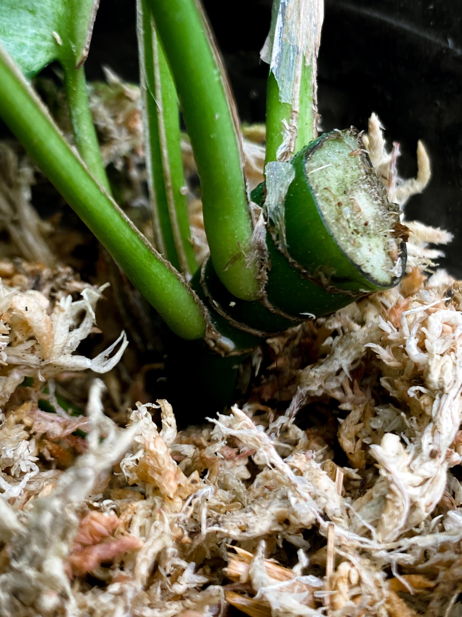 Rhaphidophora tetrasperma variegated white monster Multiple Leaves Multiple Nodes 1 Growing Bud top cutting Rooted