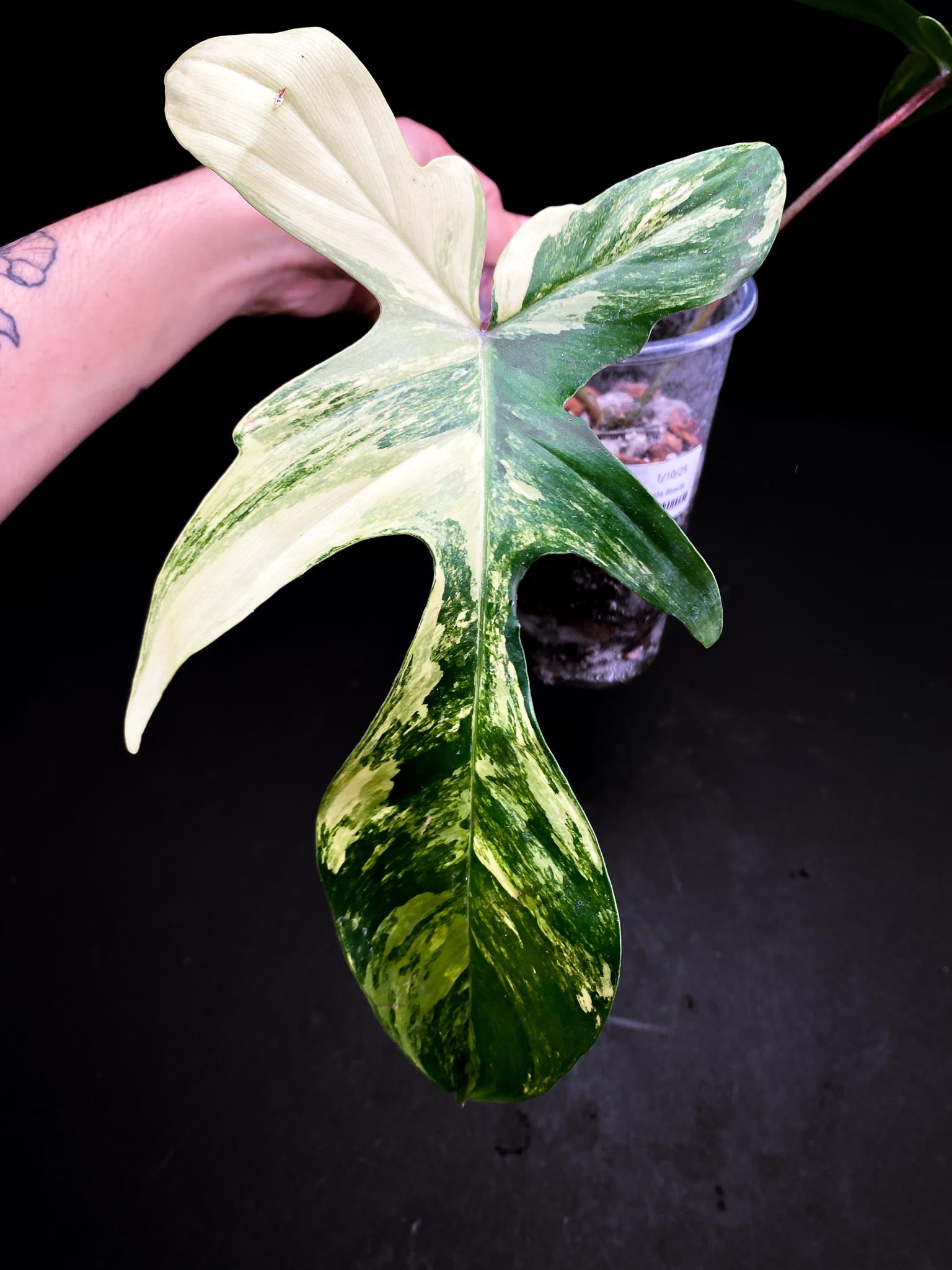 Philodendron Florida beauty 2 Leaves  2 Nodes  Rooted