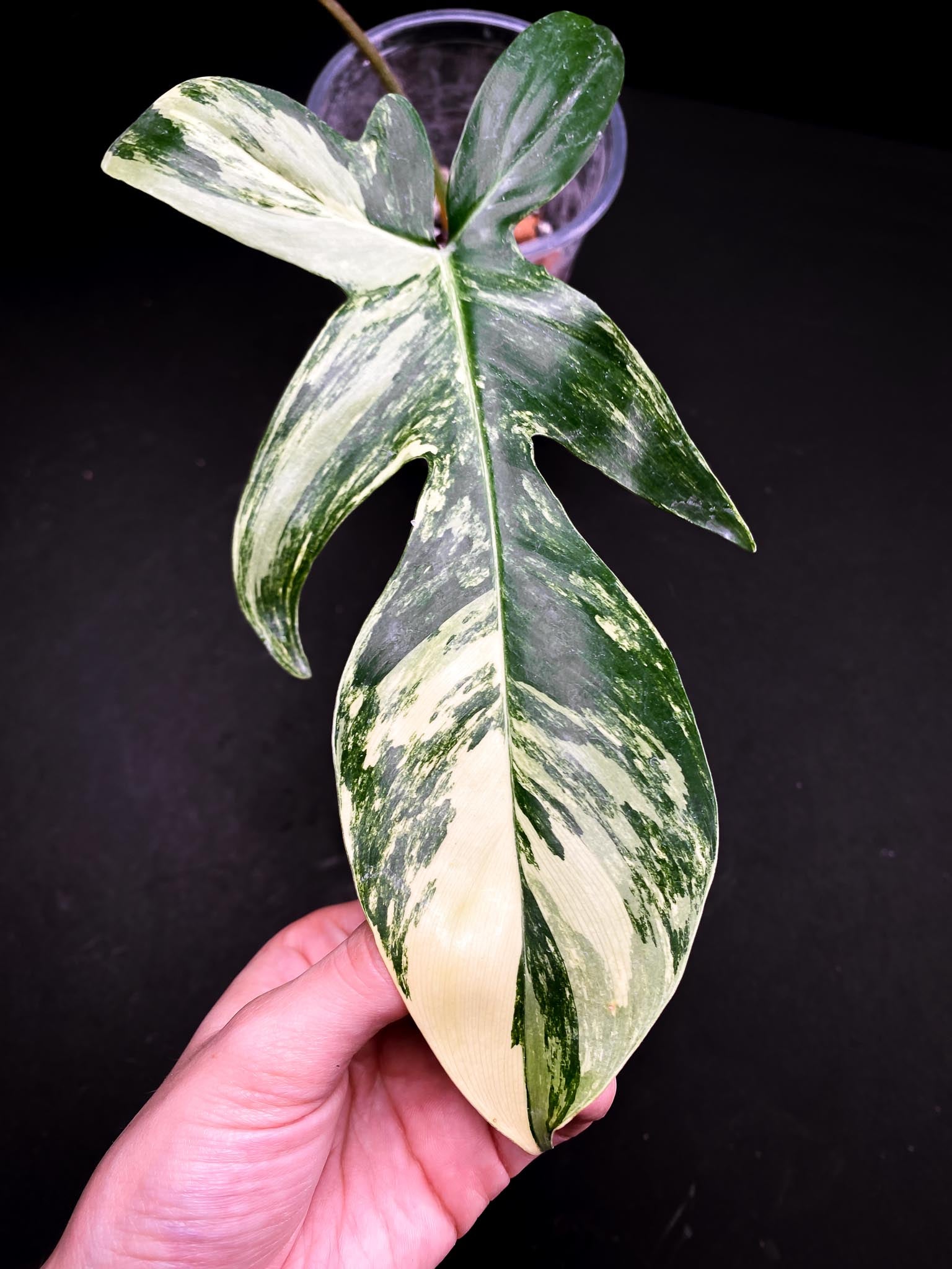 Philodendron Florida beauty 2 Leaves  2 Nodes  Rooted