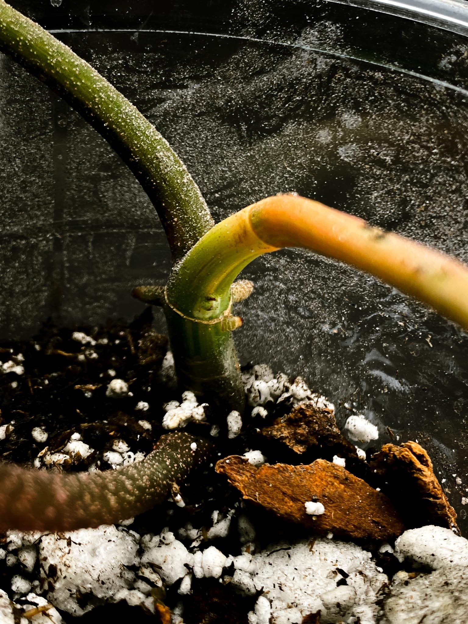 Philodendron Florida beauty 2 Leaves  Multiple Nodes 2 Sprouts Rooted