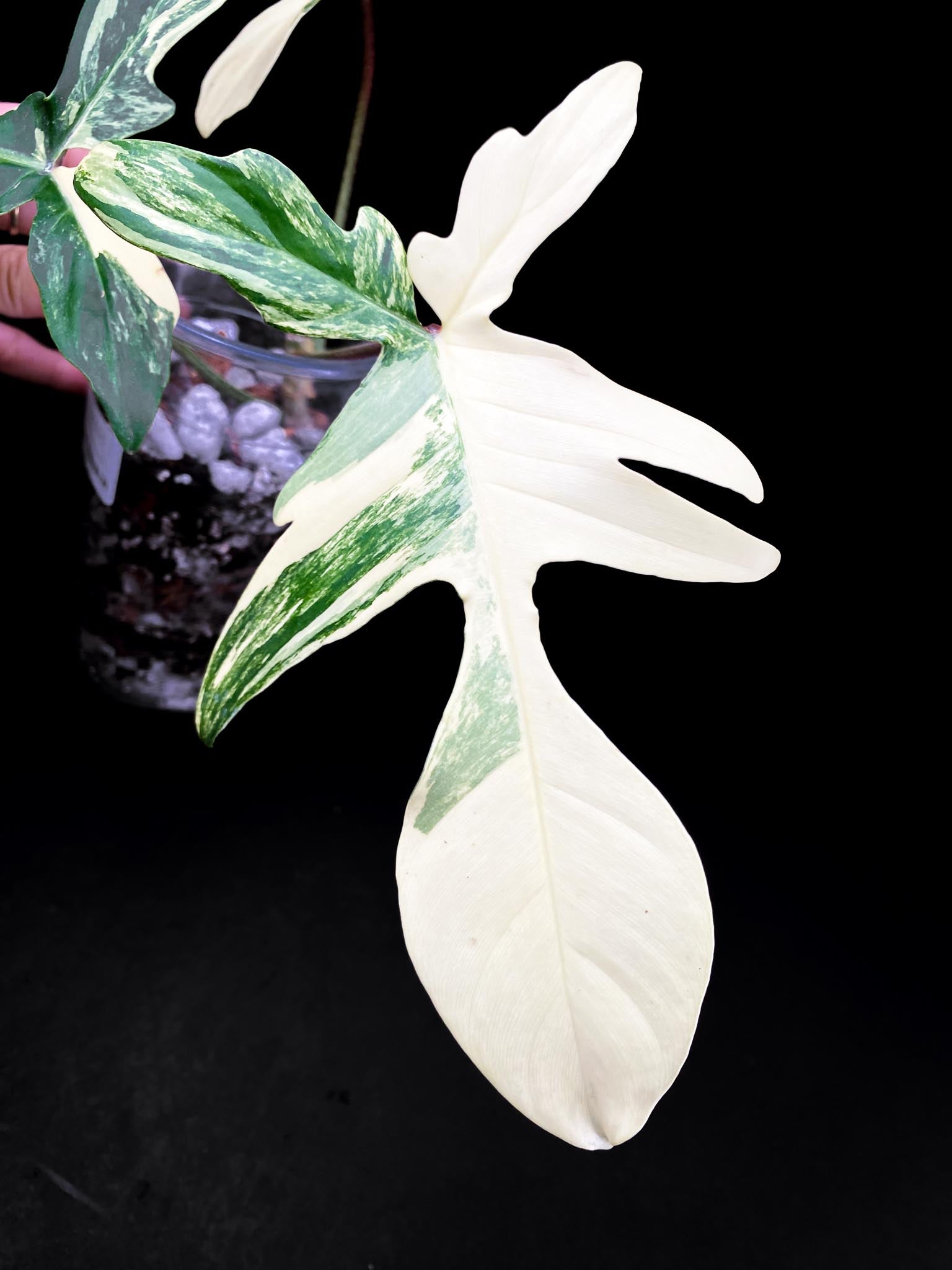 Philodendron Florida beauty 3 Leaves  3 Nodes  2 Growing Buds Rooted